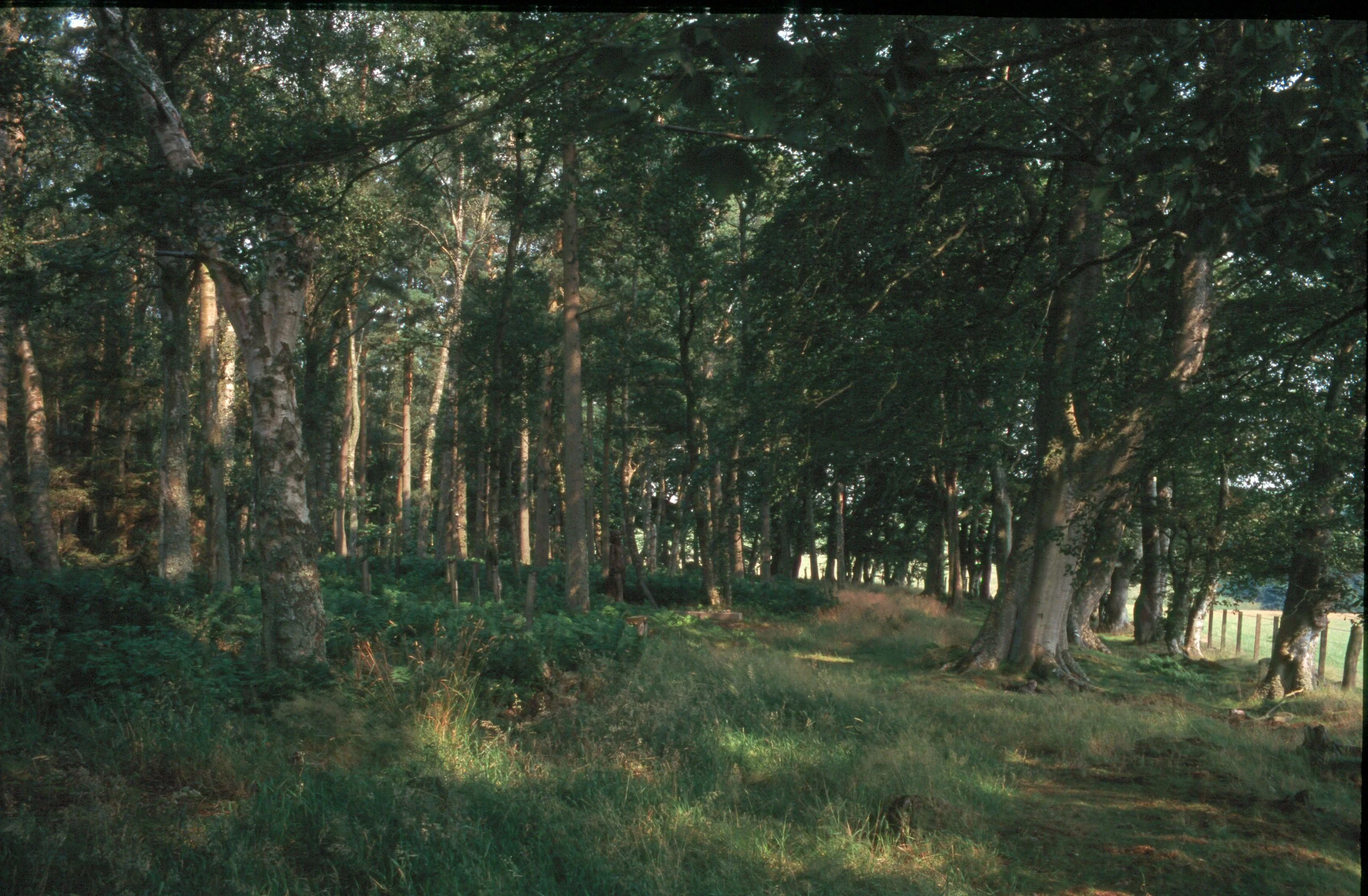 A forest path lined with tall trees on both sides, with sunlight filtering through the leaves and casting dappled shadows on the ground.