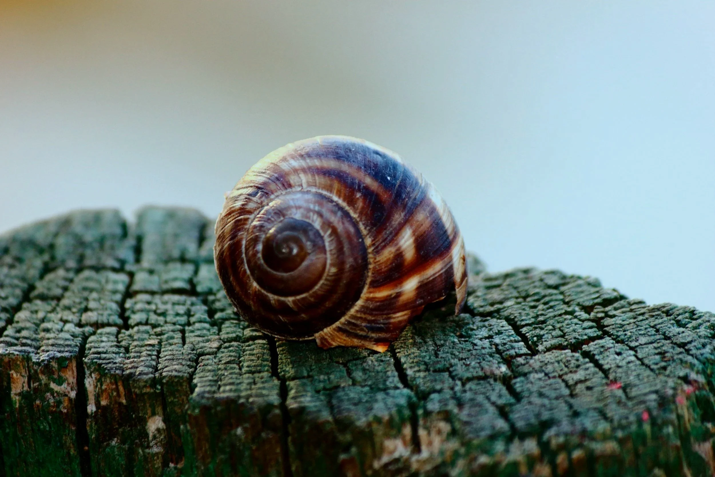 A close-up of a snail shell on a textured wooden surface with a blurred, neutral background.