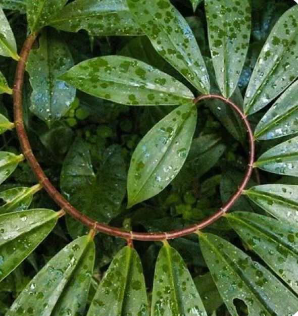 Close-up of green leaves with water droplets and a circular frame made of small twigs placed on the leaves.