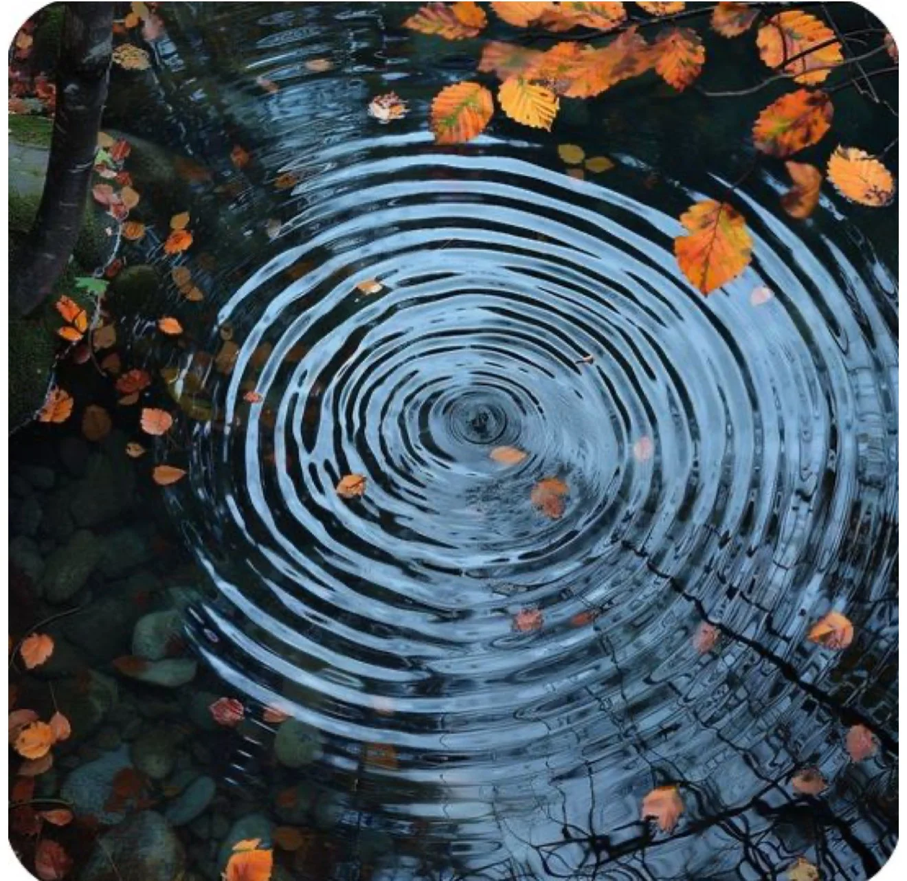A bird's eye view of a pond with ripples emanating from the center, surrounded by fallen orange and yellow autumn leaves.
