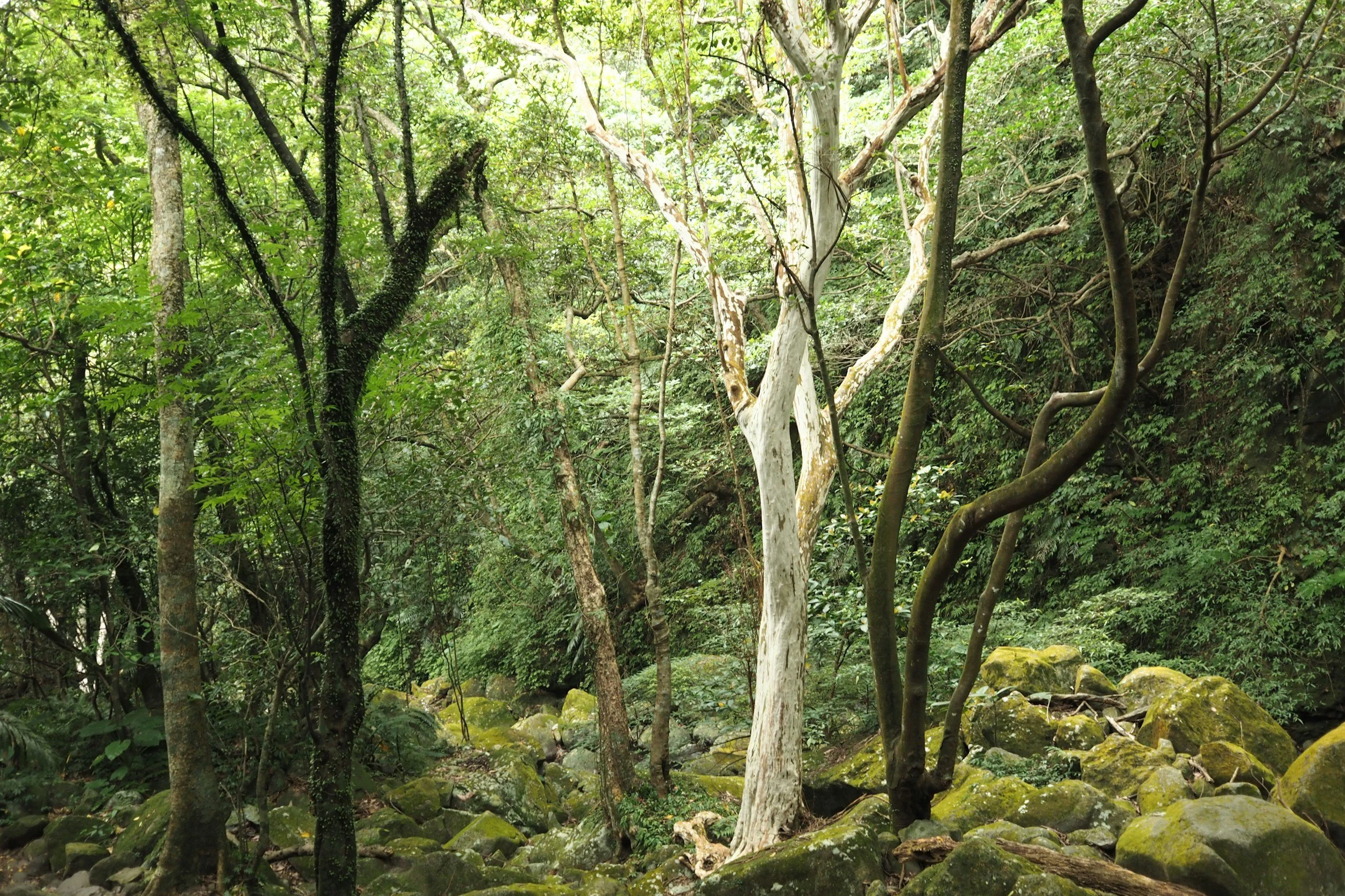 Dense green forest with trees, moss-covered rocks, and foliage.