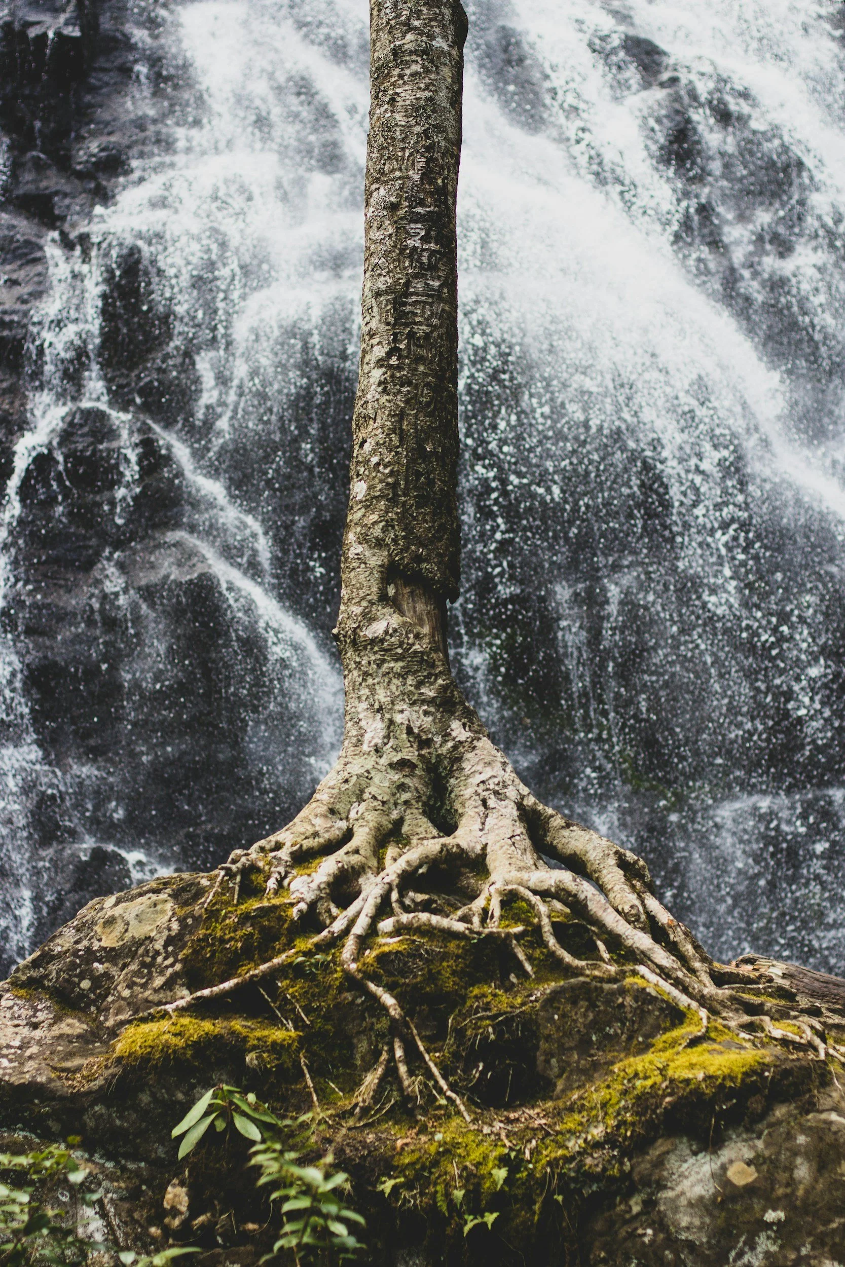 Tree roots extending over a moss-covered rock in front of a waterfall.