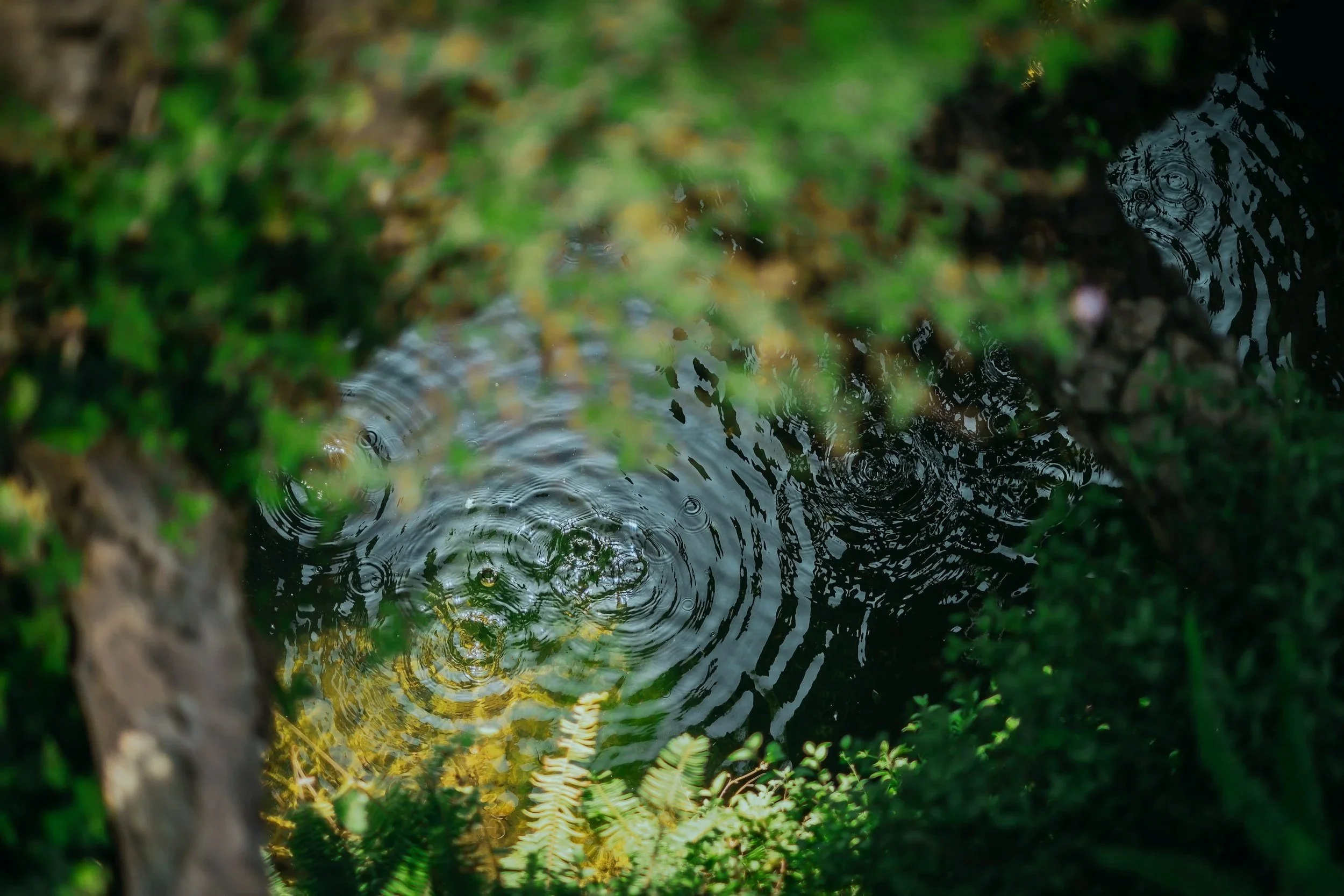 A small body of water with ripples surrounded by a wooded area with greenery and ferns.