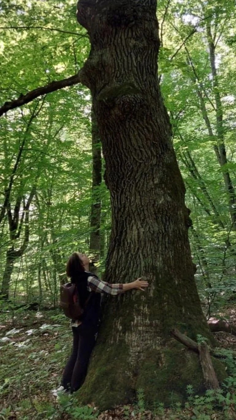 A woman hugging a very large tree in a dense green forest.