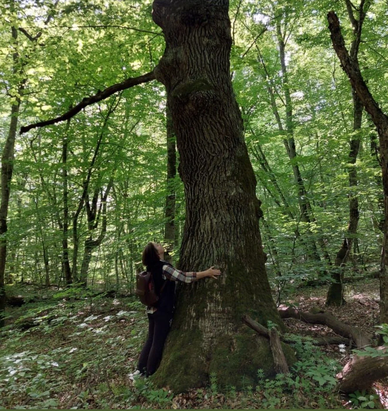 A woman hugging a large tree in a dense green forest, wearing a backpack and plaid shirt.