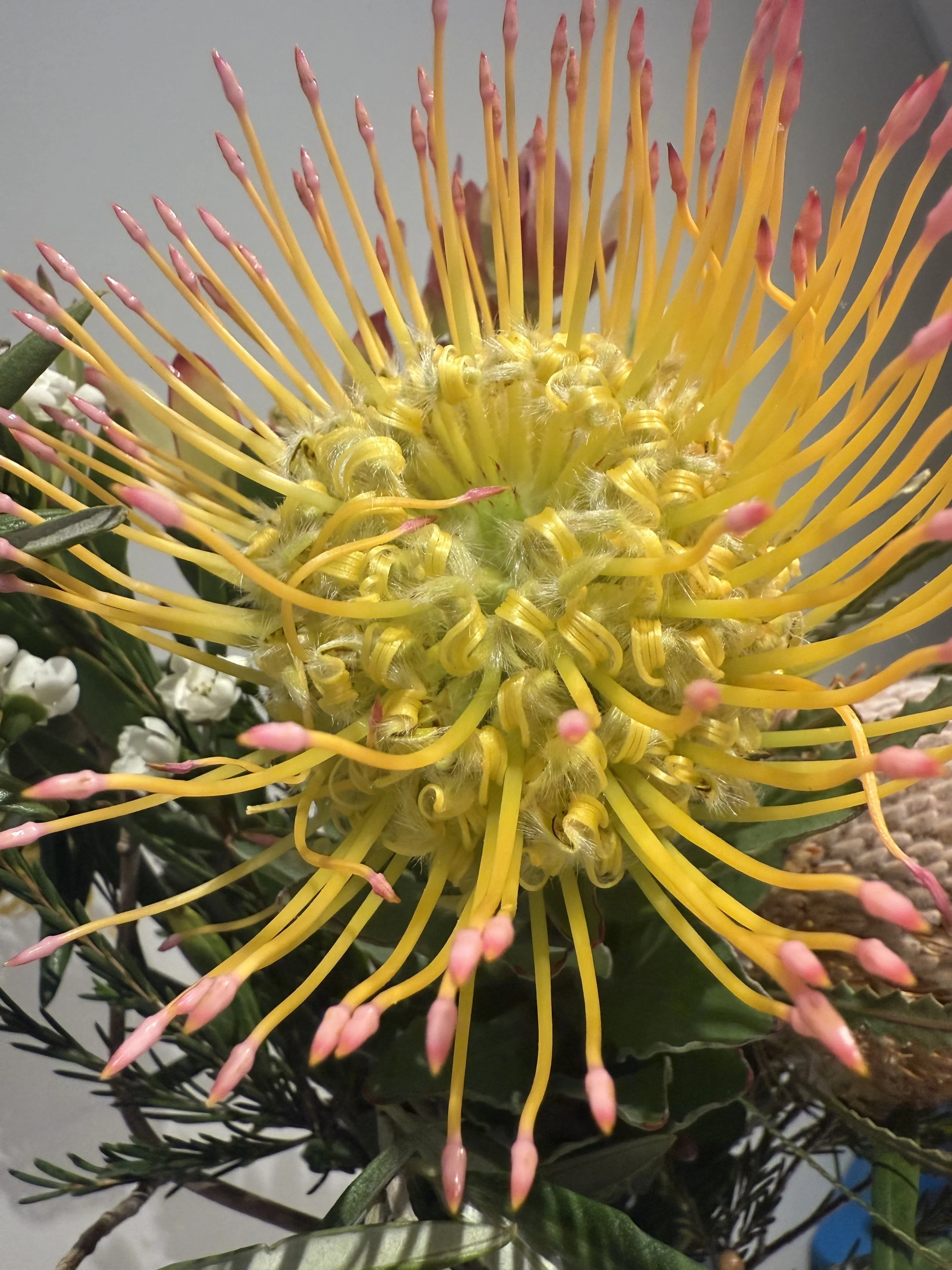 Close-up of a vibrant yellow flower with long, thin, pink-tipped petals radiating outward from the center, surrounded by green leaves and foliage.