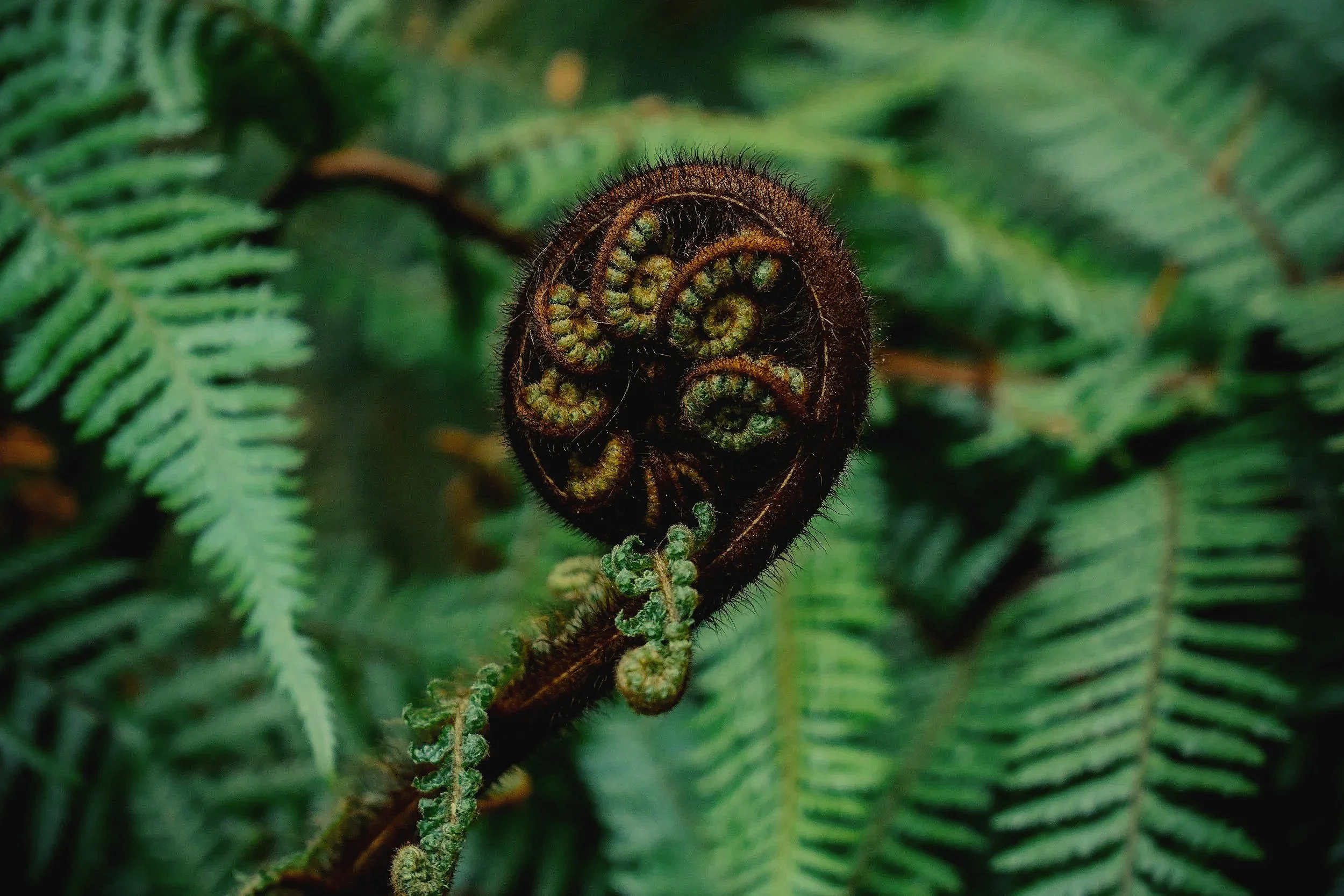 Close-up of a curled fern frond emerging from lush green fern leaves.