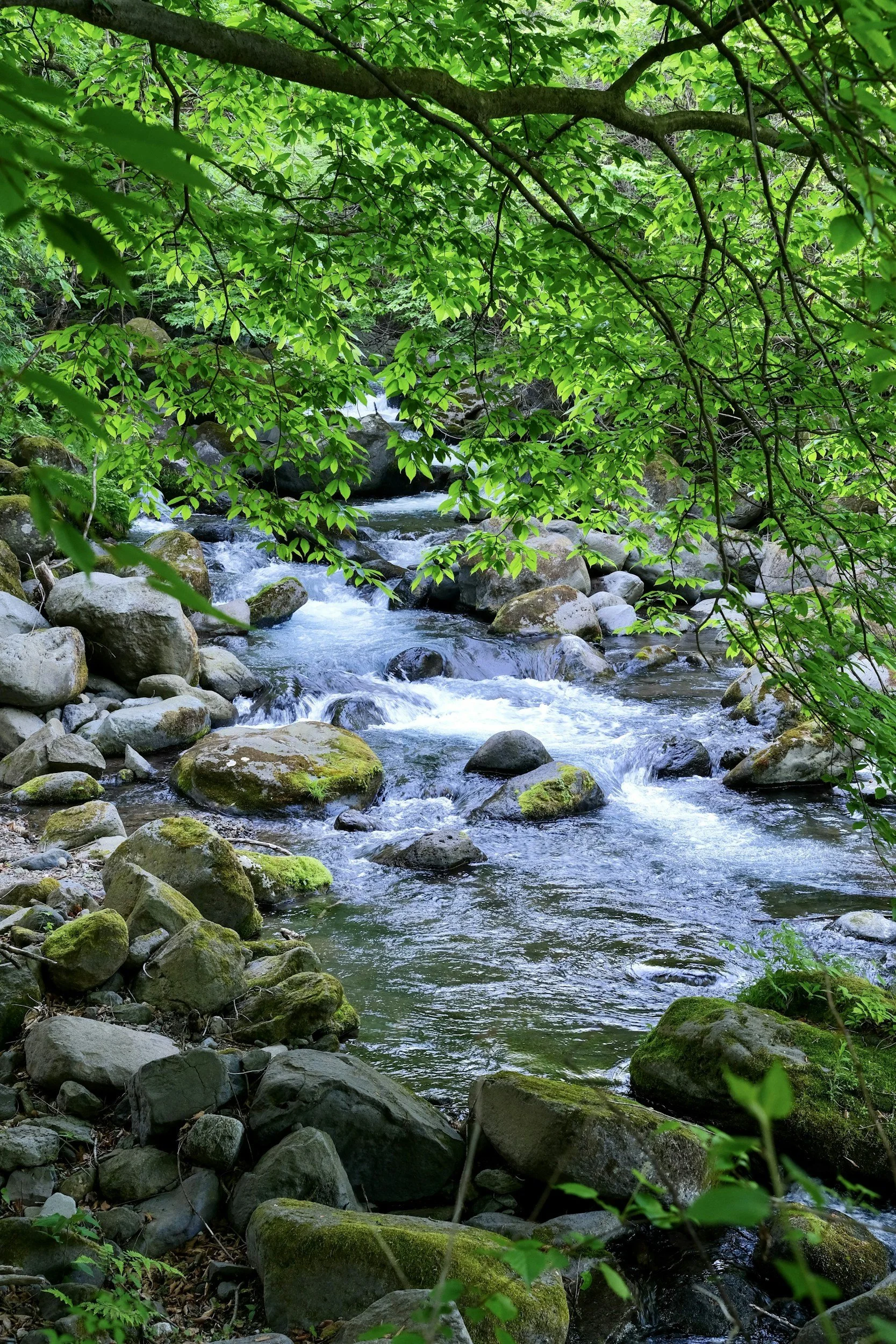 A serene forest scene with a flowing creek surrounded by green foliage and moss-covered rocks.