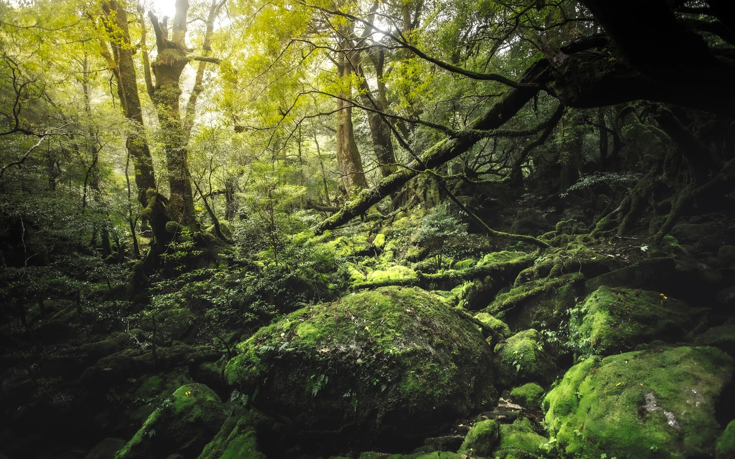 A dense, green forest in Yakushima, Kagoshima, Japan with moss-covered rocks, trees, and fallen branches, sunlight filtering through the canopy.