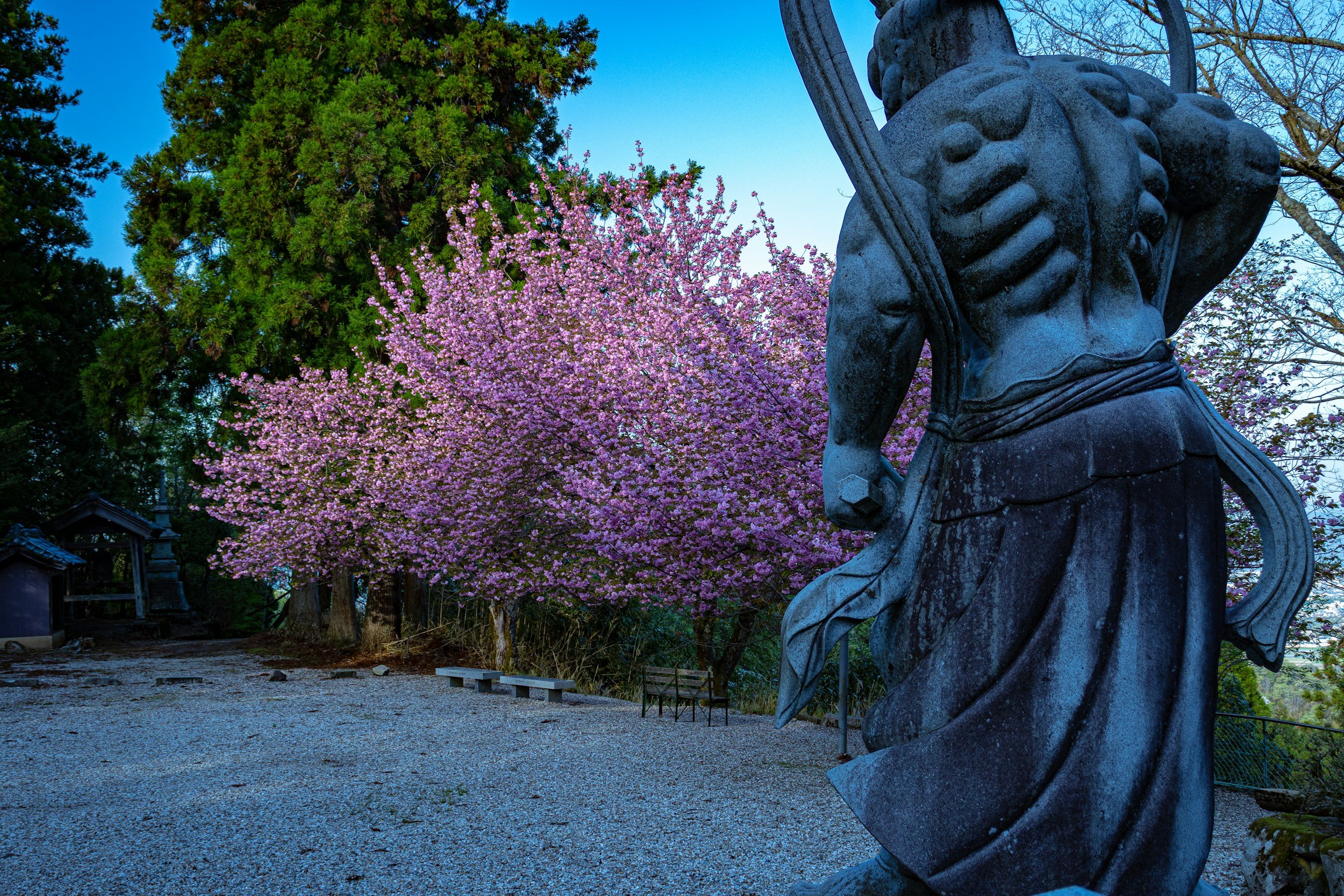 Stone statue of a  Japanese warrior holding a spear, with cherry blossom trees in full bloom and other trees in the background.