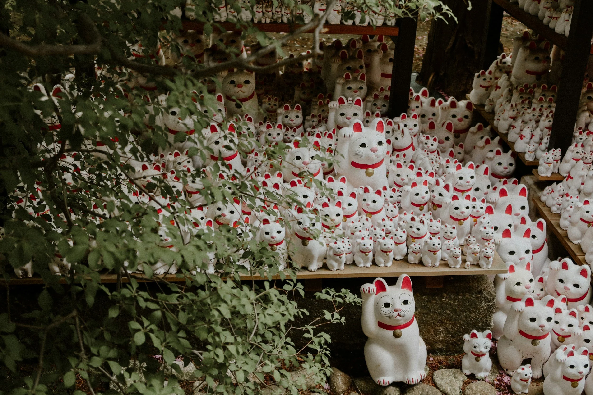 Hundres of maneki neko good luck cat statues in various sizes on display in a traditional Japanese temple