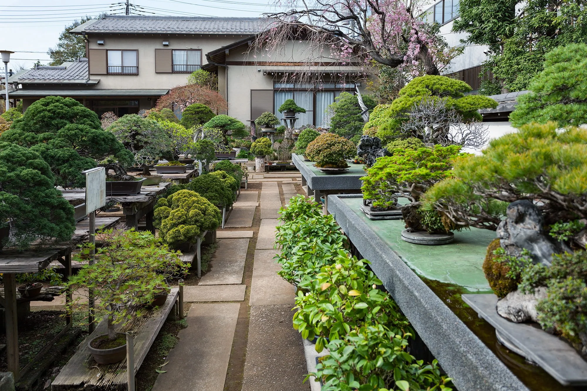 Pine bonsai at a working nursery in Kinashi, Takamatsu