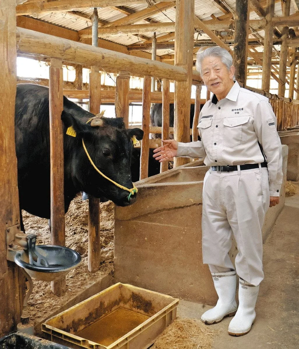 Japanese wagyu farmer with a Japanese Black cow in a traditional wooden bar