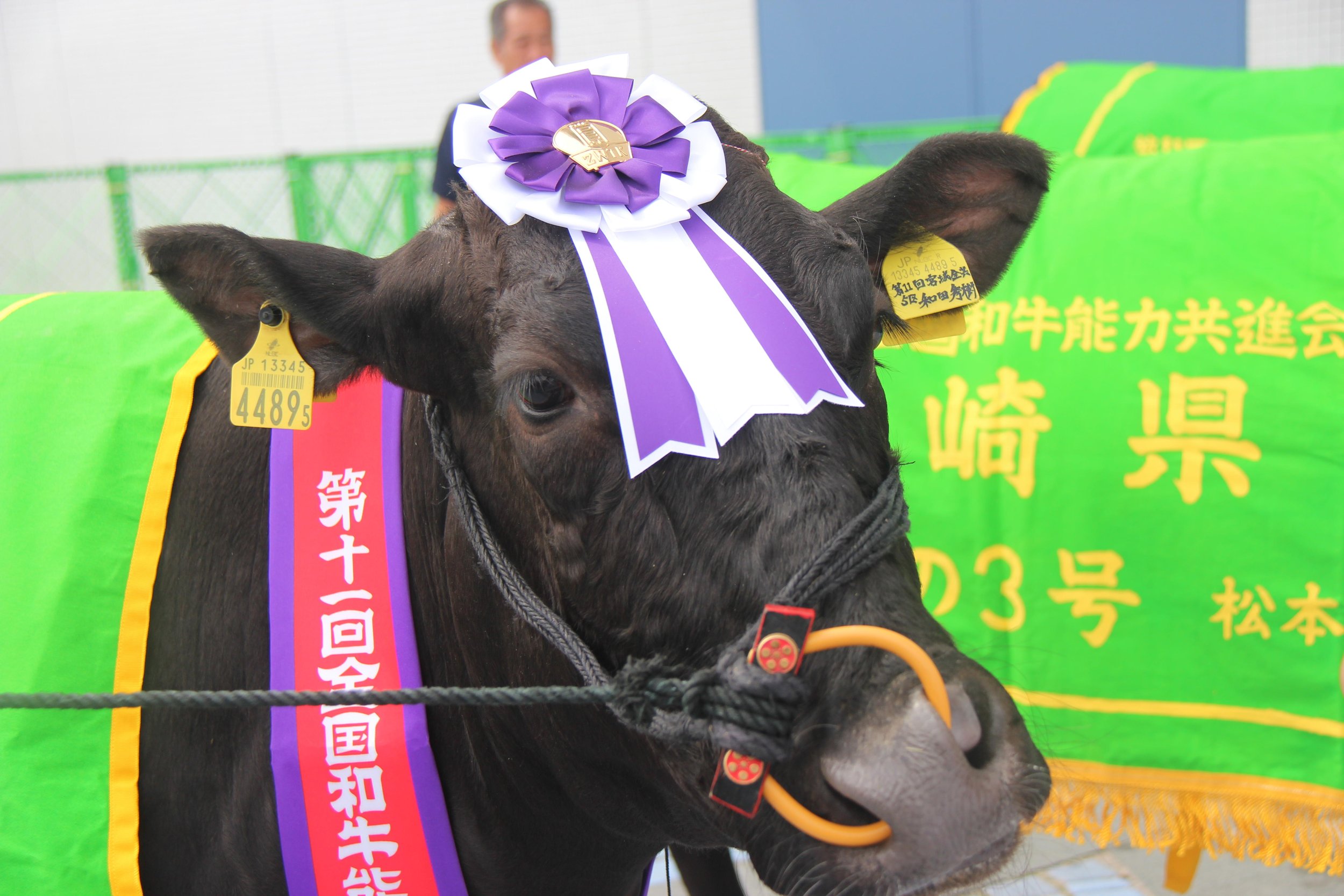 Miyazaki Prefecture wagyu cow wearing a champion rosette at the 11th Wagyu Olympics