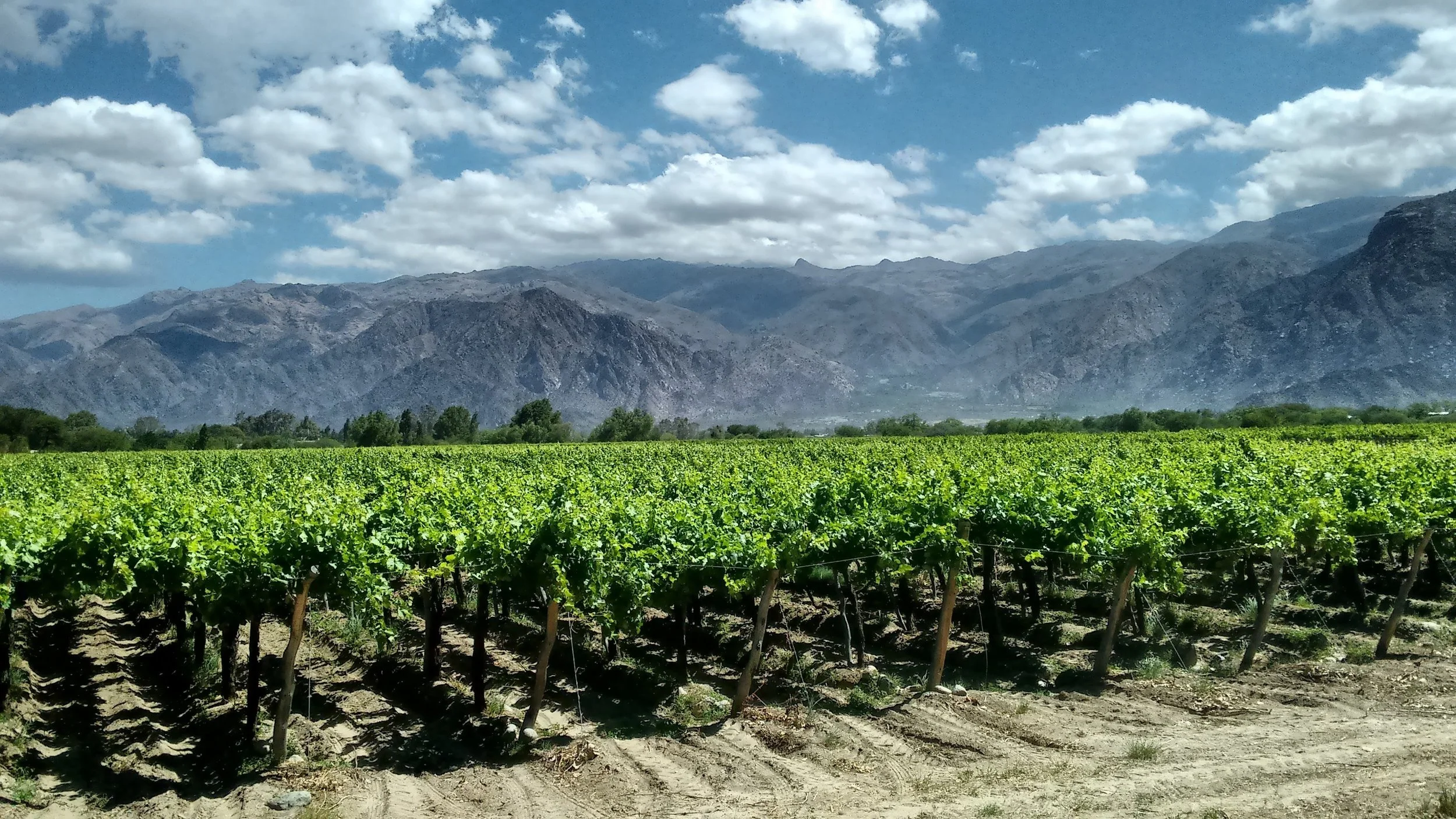 Vineyard with rows of grapevines, mountains in the background, partly cloudy sky overhead.