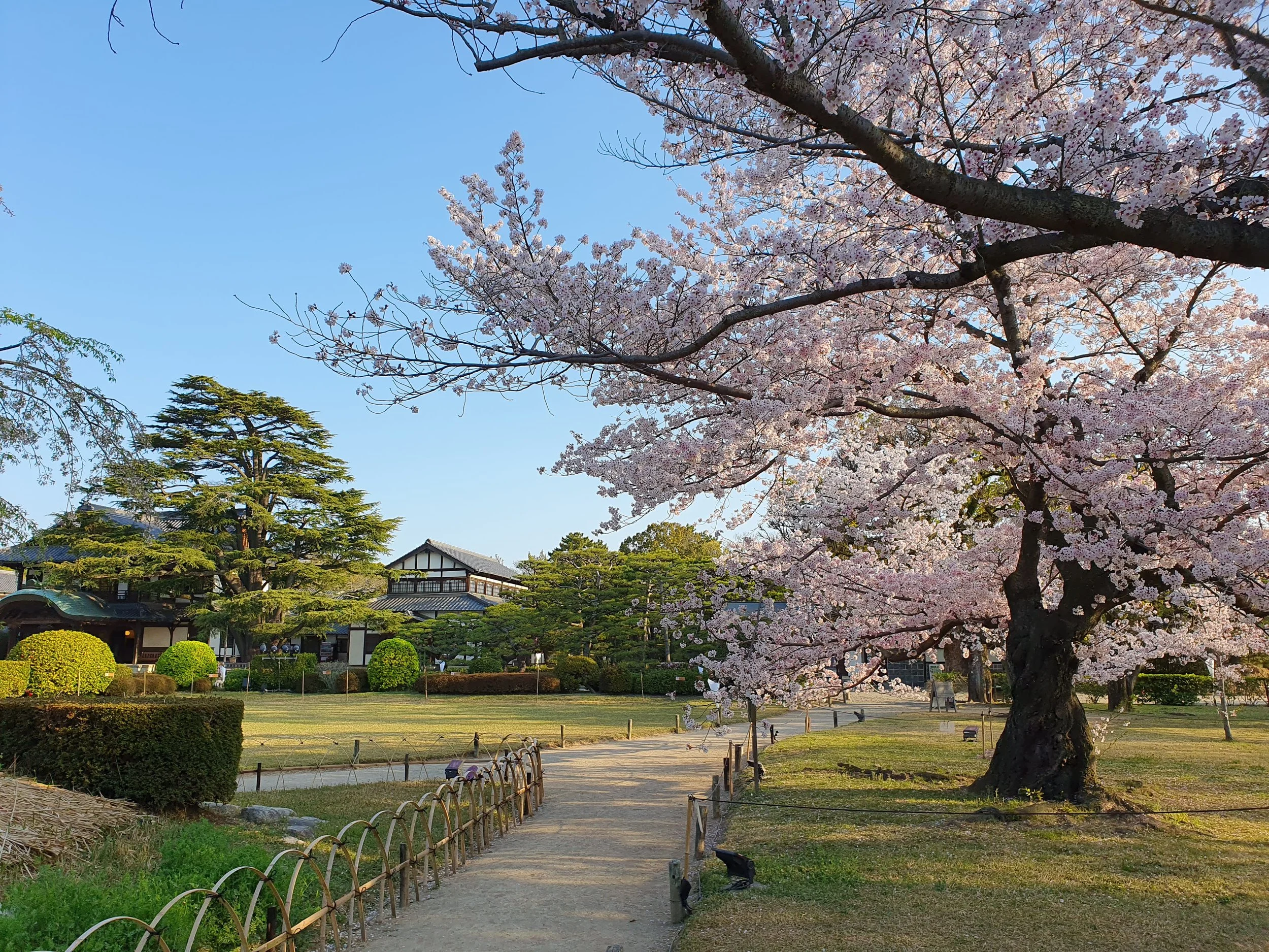 Sakura blossoms and teahouse at Ritsurin Garden, Takamatsu