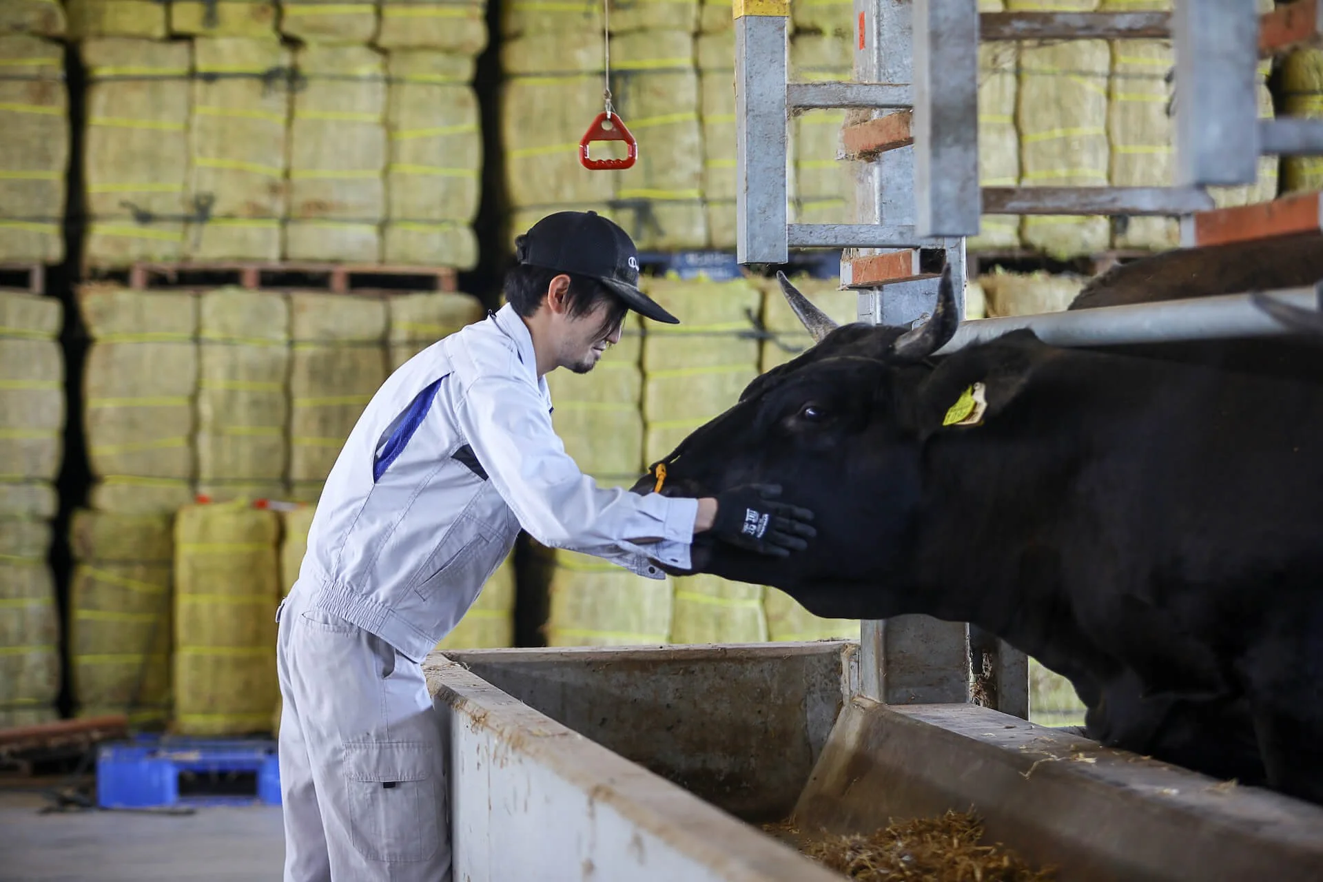Wagyu farmer tending to a Japanese Black cow in a barn stacked with hay bales