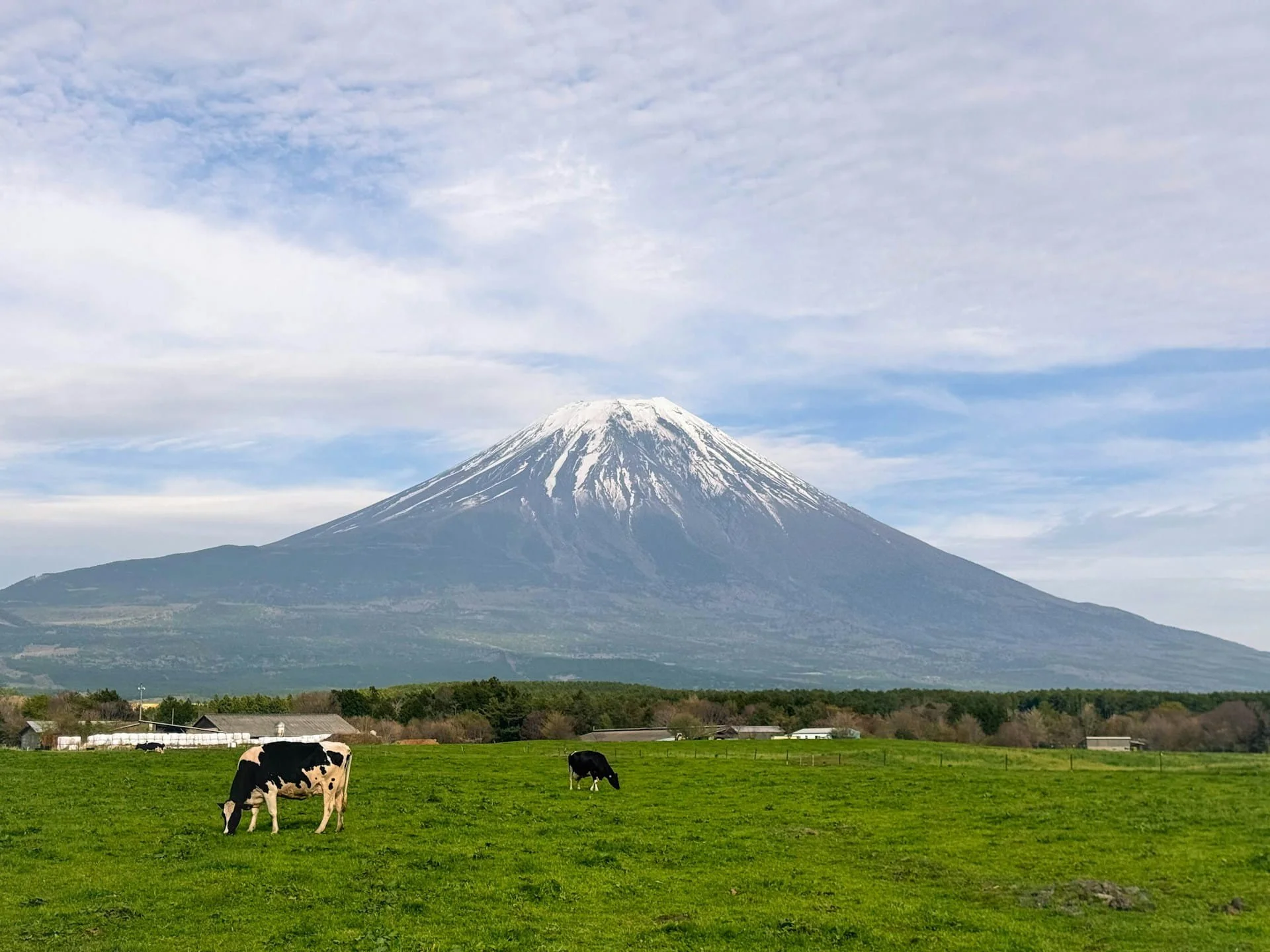 Cattle grazing on pasture with snow-capped Mount Fuji in the background, Shizuoka Prefecture Japan