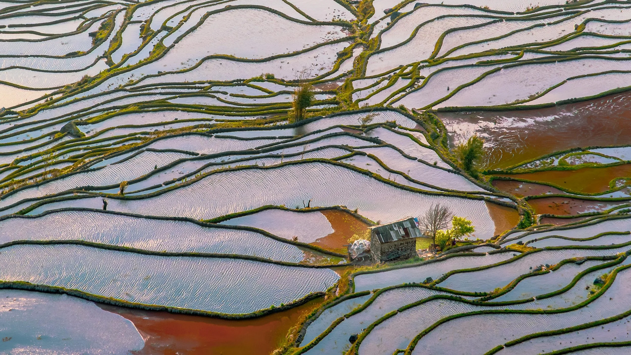 Aerial view of terraced rice paddies in Yunnan with a small stone house at the center, surrounded by narrow dirt pathways and sparse trees.