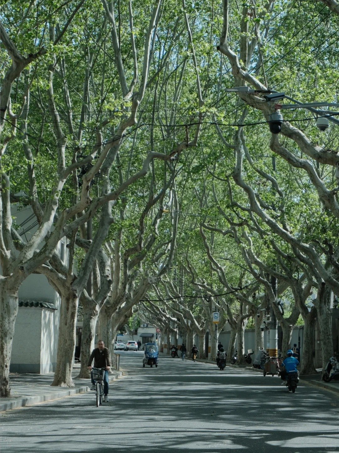 A man biking down a tree-lined street in Shanghai's French Concession