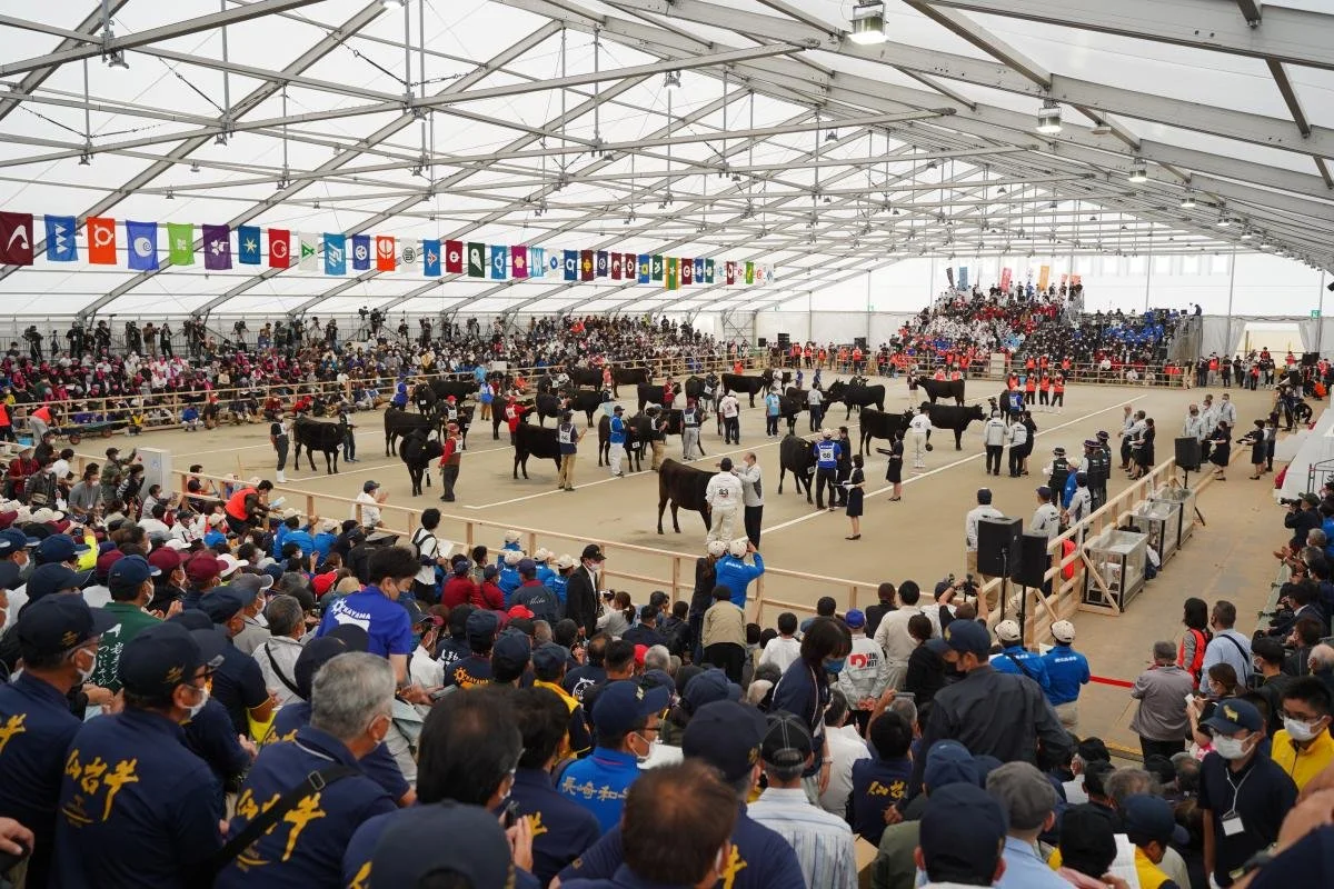 Inside the Wagyu Olympics — cattle handlers presenting Japanese Black cattle before packed stands at the 2022 Kagoshima competition