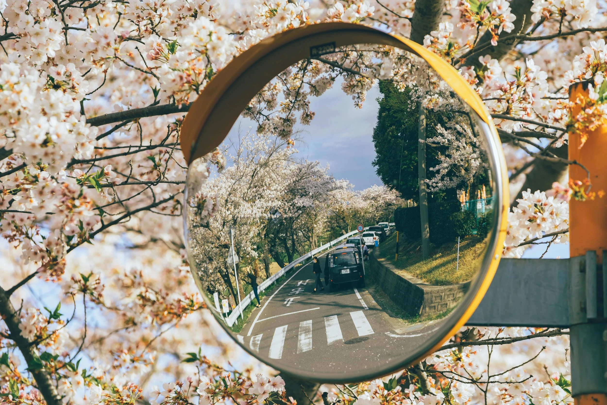 A traffic mirror surrounded by cherry blossoms, reflecting a line of cars