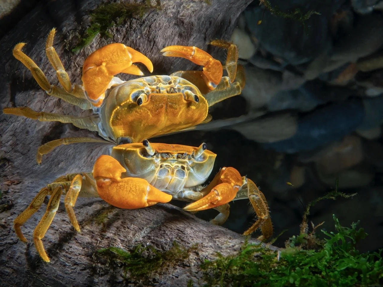 顯齒澤蟹肖像 Mirror Reflection｜Ocean Art 2022 肖像組金獎｜高國維博士