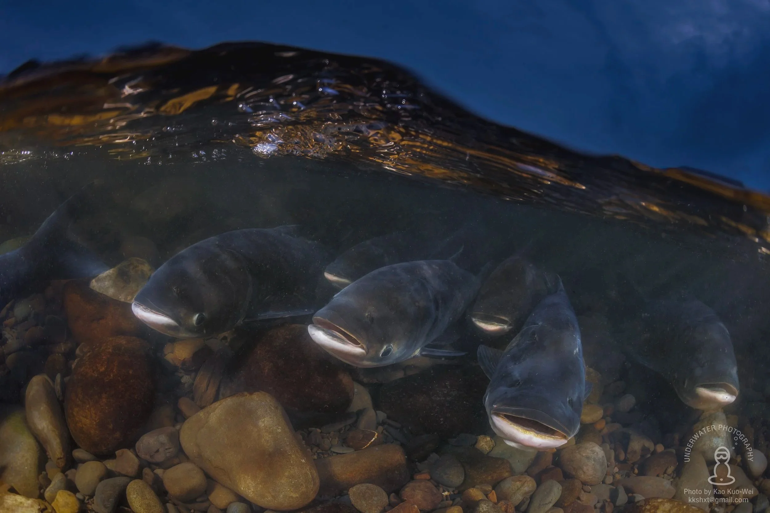 A school of bighead carp (Hypophthalmichthys nobilis) swimming in mid-water at the Bitan area of the Xindian River, Taiwan, photographed by George Kao, PhD.
