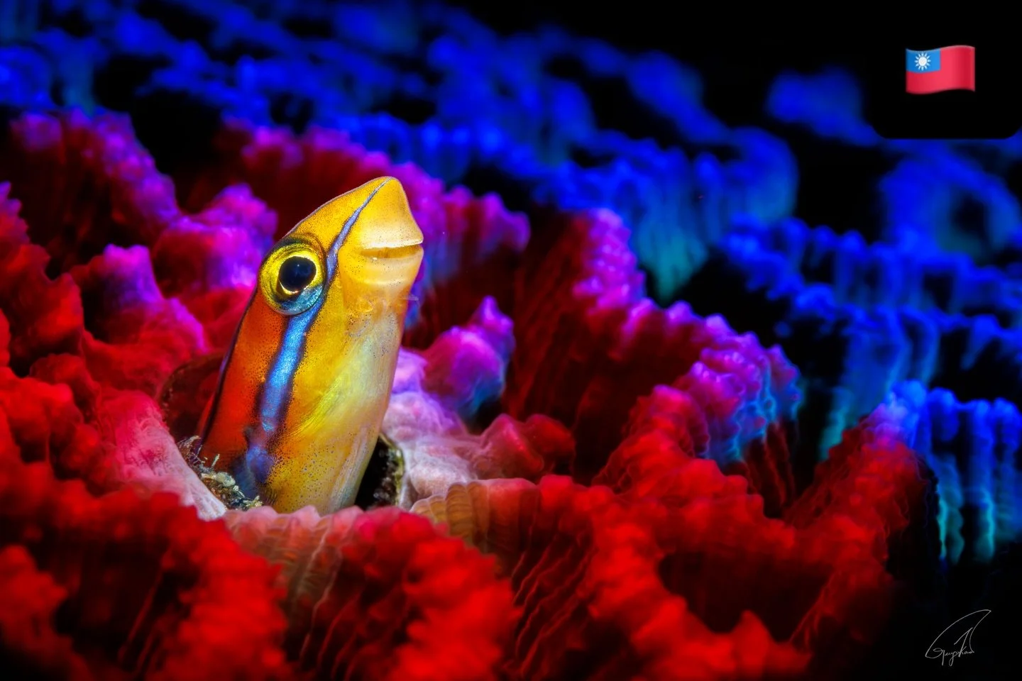 靈感從不等待陸地上的計畫，它只在水下迸發。
起初只是測試色彩，突然間靈光一閃：何不配成「青天白日滿地紅」？
雖然曾有一絲猶豫&hellip; 但我必須說！
這是我第一次，在水下將我的意識形態具象化。🇹🇼
.
Inspiration is never planned onshore; it strikes underwater.
I was just testing colors when the idea hit: Why not the &rdquo;Blue Sky, White Sun