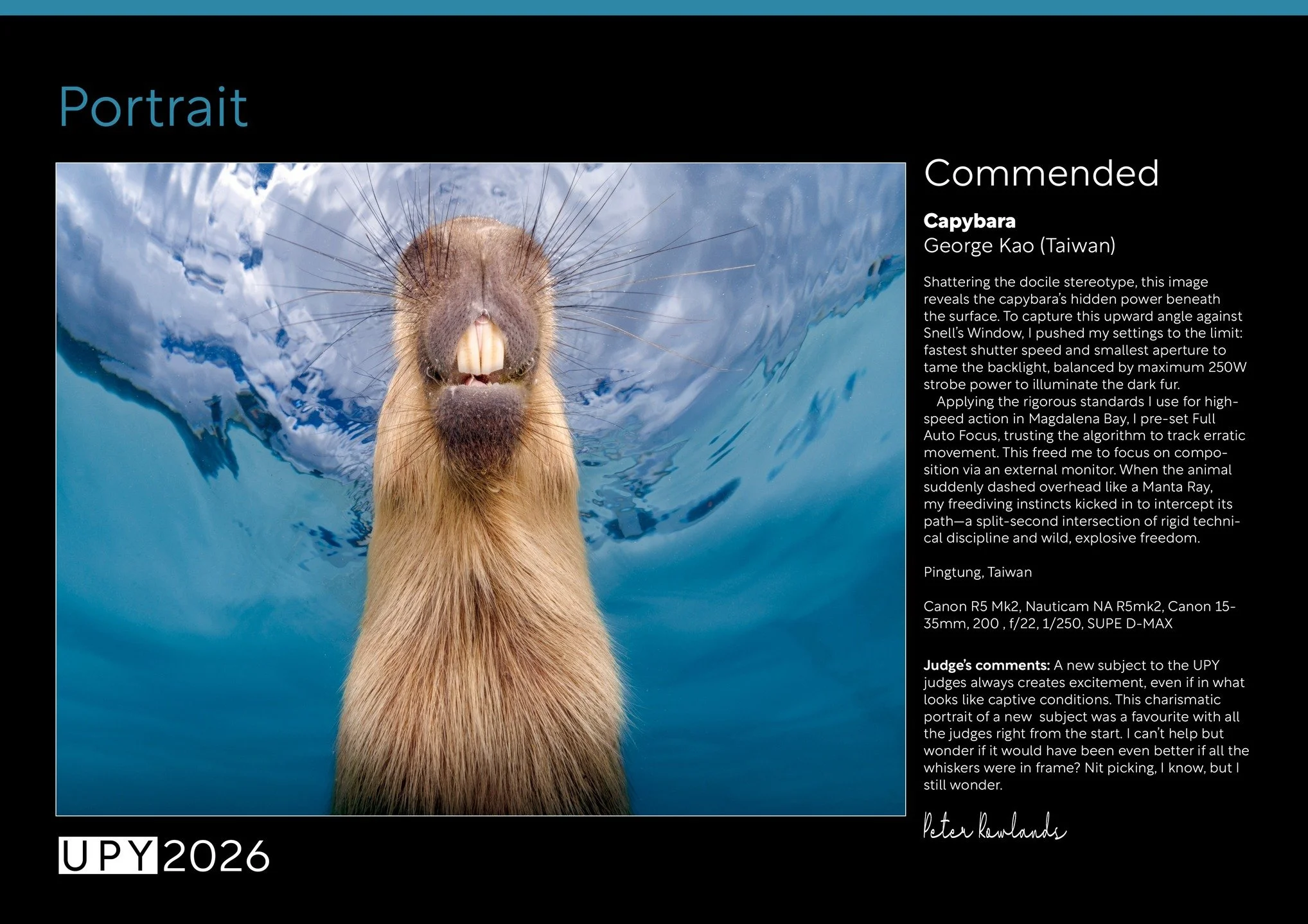 Honored to be Commended in the Portrait category at the Underwater Photographer of the Year (UPY) 2026! 🏆

This image of a Capybara aims to shatter the "docile" stereotype, revealing the hidden power and dynamic movement of these creatures