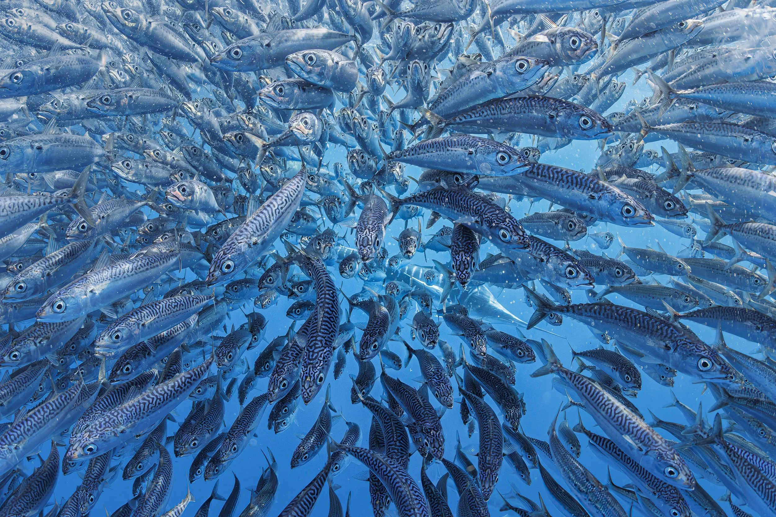 bait ball to my face.jpg