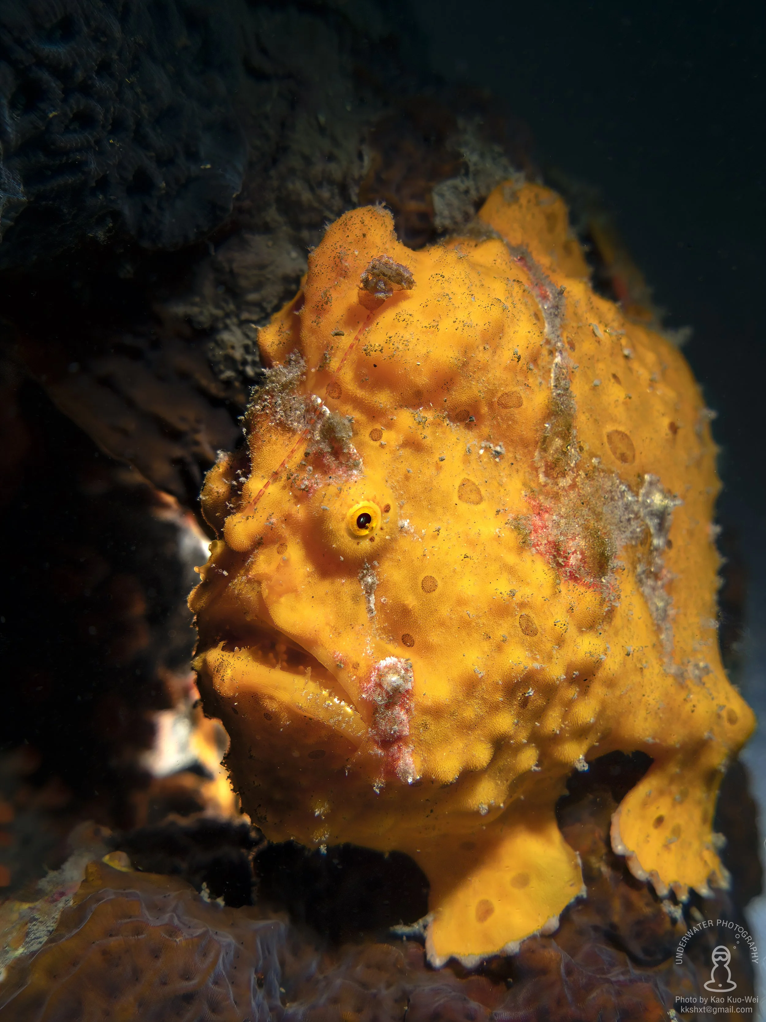 潮境_橘色frogfish_screen_saver.jpg
