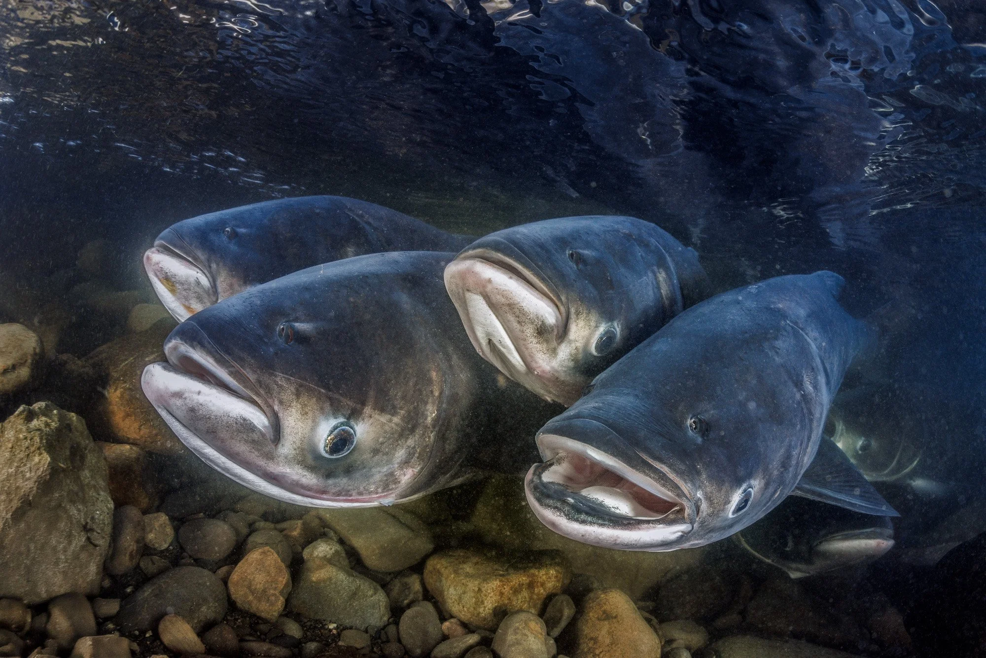 Massive migration of Bighead Carp (Aristichthys nobilis) in Bitan, Taiwan. A rare documentation of freshwater ecological behavior in an urban river system. Camera and Housing: Canon R5 mk2, Nauticam; Strobes: 2 x SUPE D-MAX; Lens: EF 8-15mm; F10 | 1/