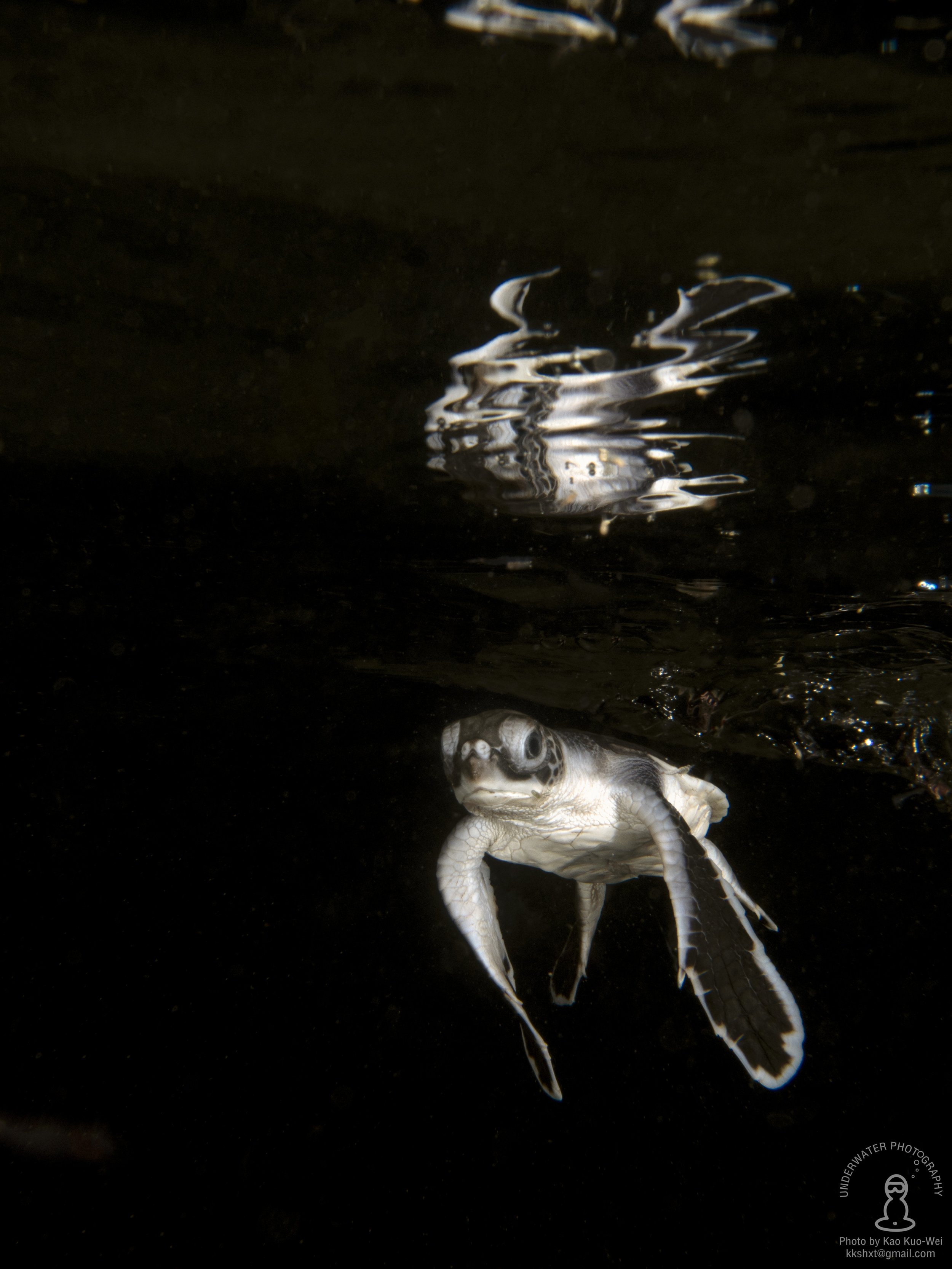 gold medal award winning baby sea turtle photo by George Kao PhD
