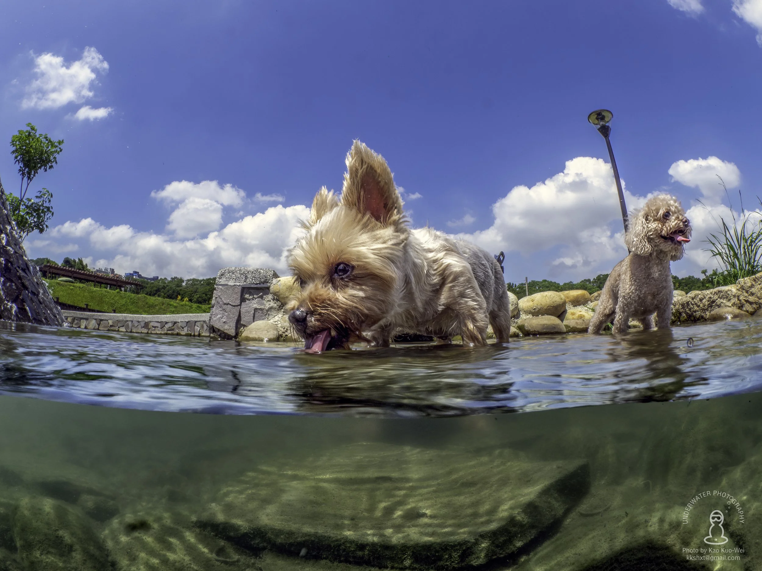 桃園淨水 龍潭大池園區 大花喝水-2.jpg