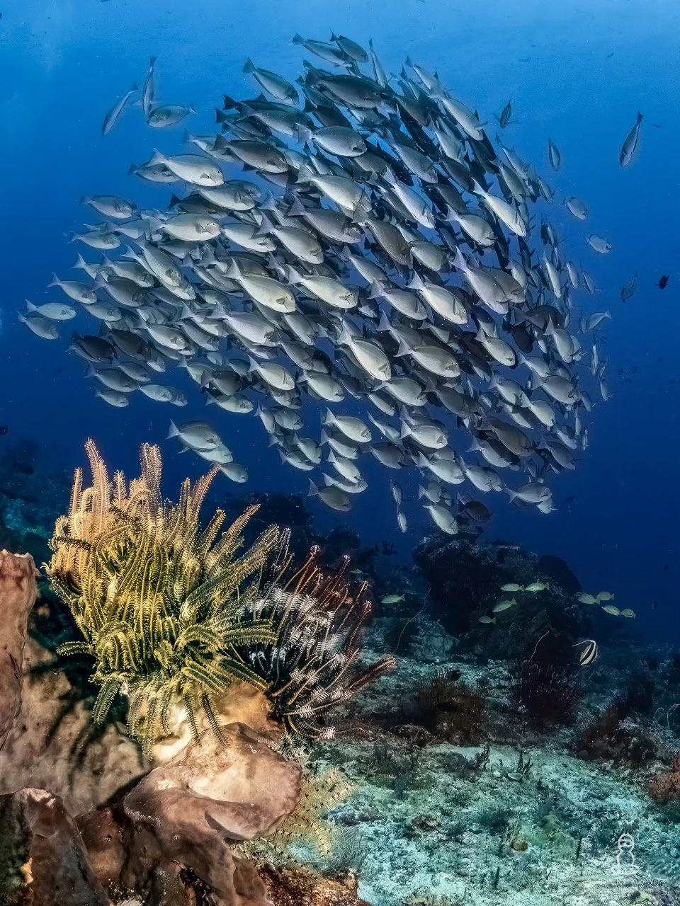 Castle Rick schooling fish 2 small.jpeg