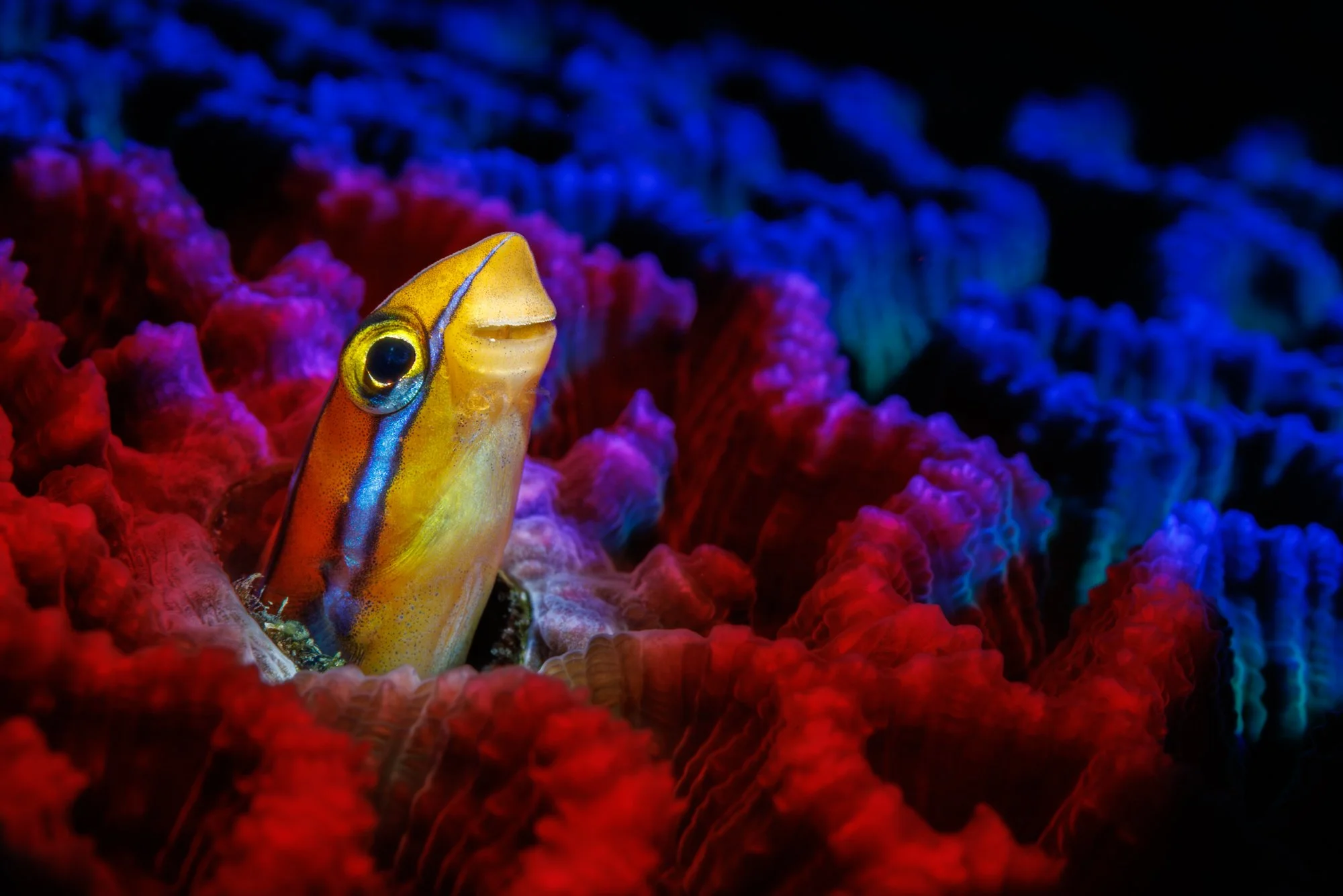 blenny fish with creative color lights.jpg