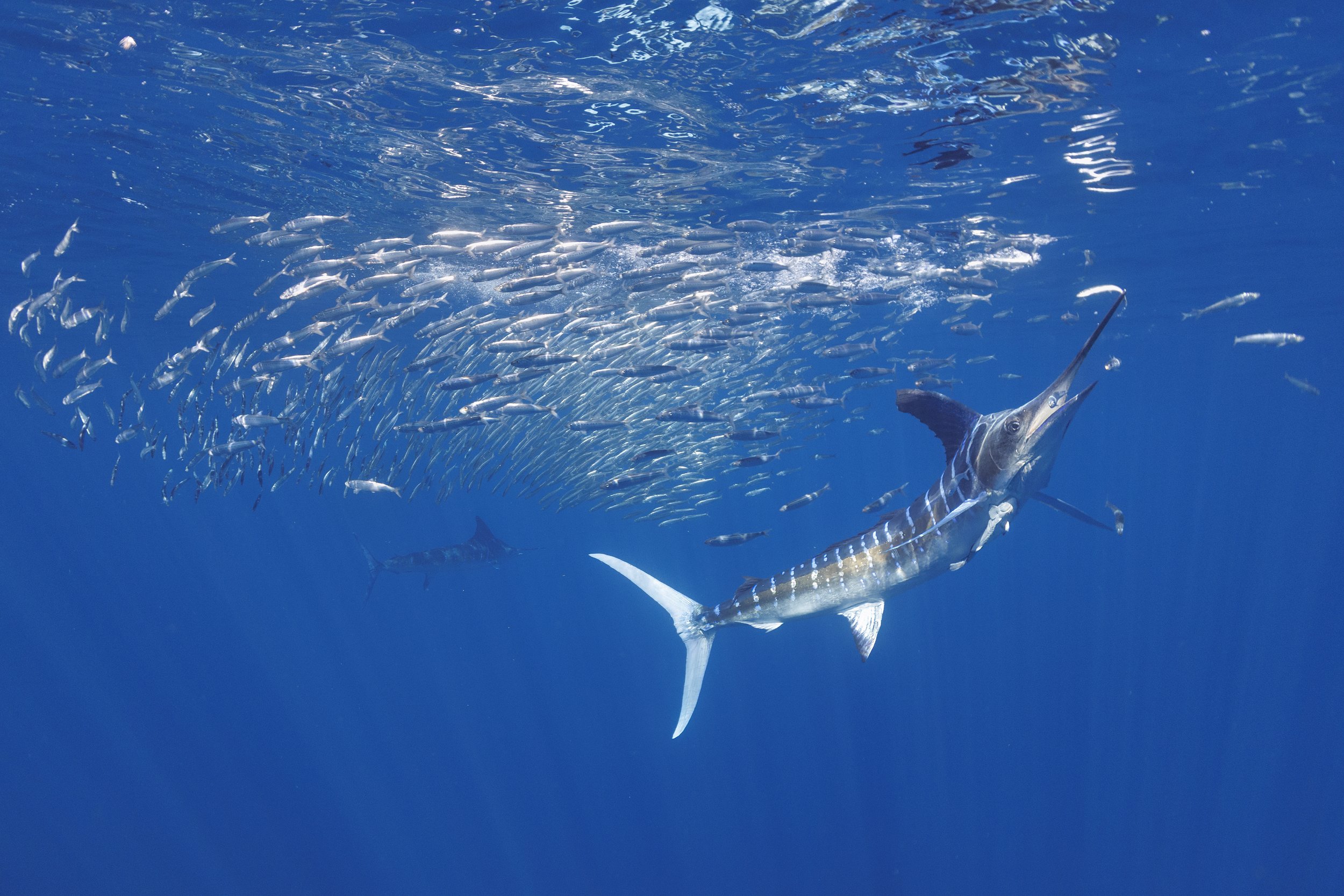 2025-mag-bay-striped-marlin-hunting.jpg