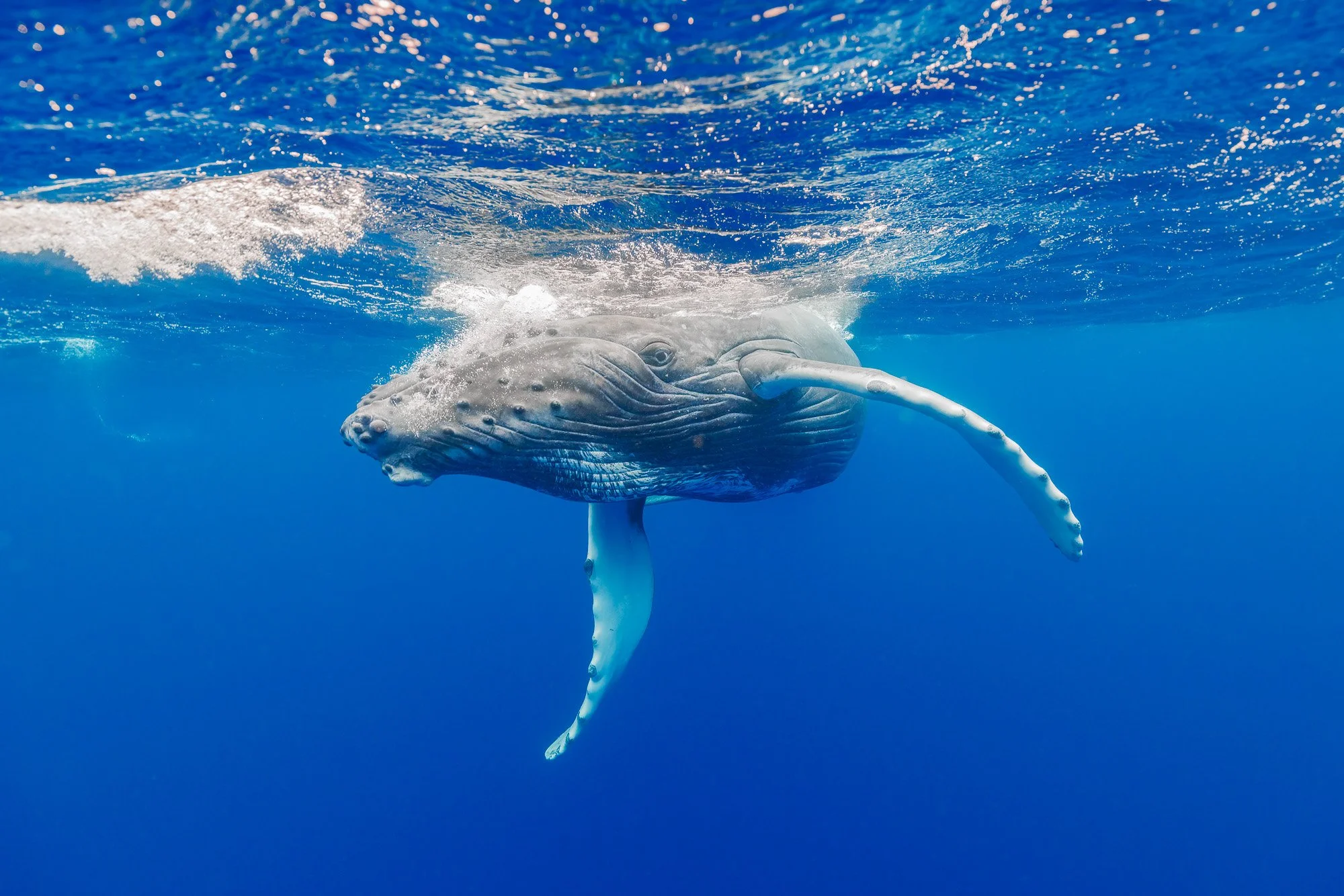 A baby Humpback Whale (Megaptera novaeangliae) in the blue waters of Amami Oshima, Japan. Intimate wide-angle portrait of a gentle giant. Award winning of 2025 green peace photo contest. Camera and Housing: Canon R5 mk2, Nauticam; Lens: RF 15-35mm; F