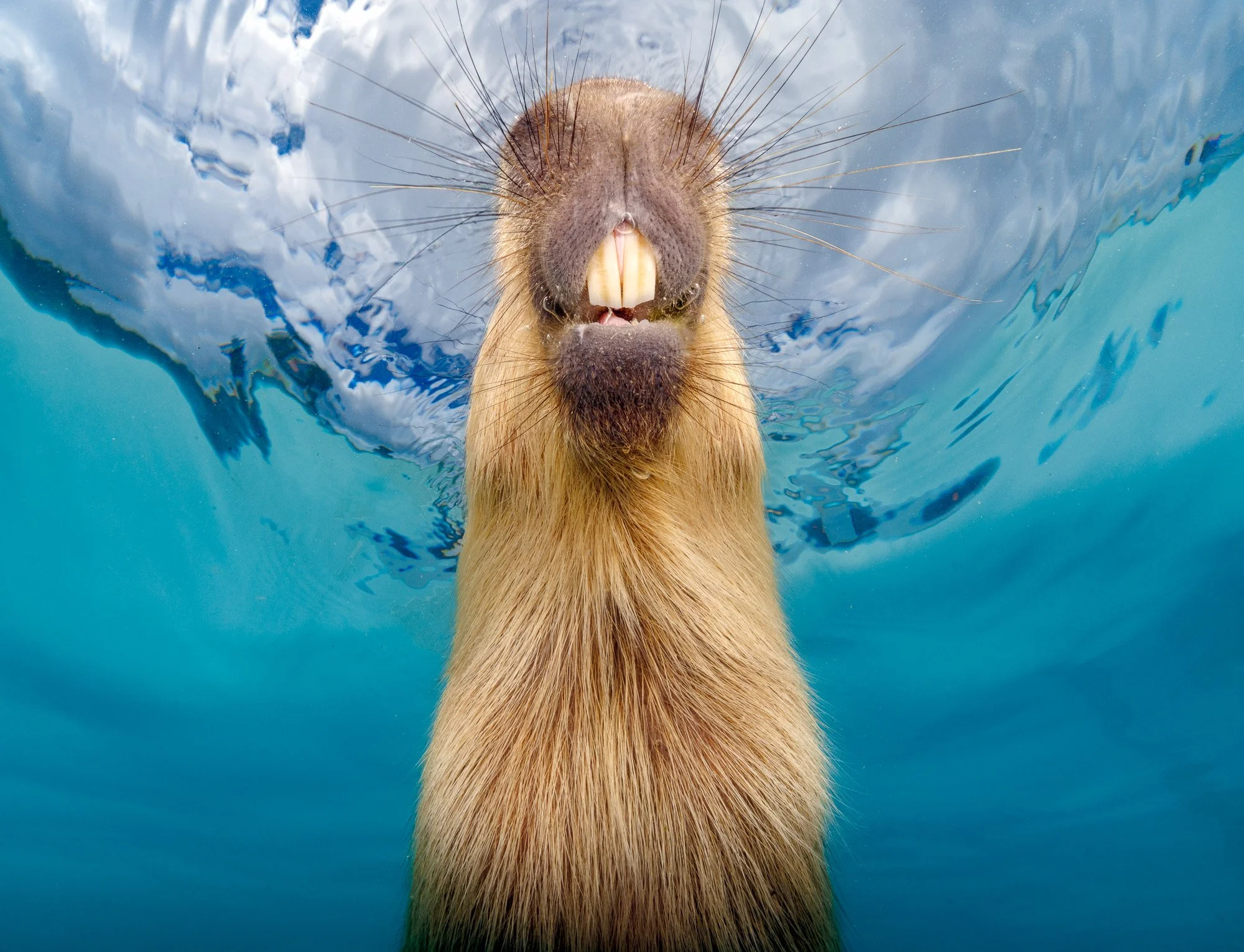 Capybara swimming underwater. An award winning portrait-shot photography capturing the amphibious behavior of the world's largest rodent. Camera and Housing: Canon R5 mk2, Nauticam; Strobes: 2 x SUPE D-MAX; Lens: RF 15-35mm; F22 | 1/250 | iso 200

