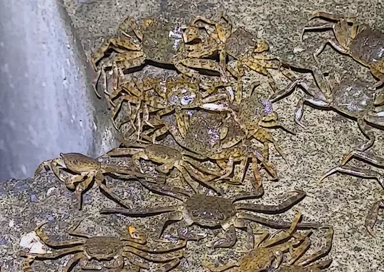 Dense upstream aggregation of migratory freshwater crabs at Bitan Weir, Xindian River, Taiwan, during the 2025 ecological migration event. Primary visual documentation by George Kao, PhD.