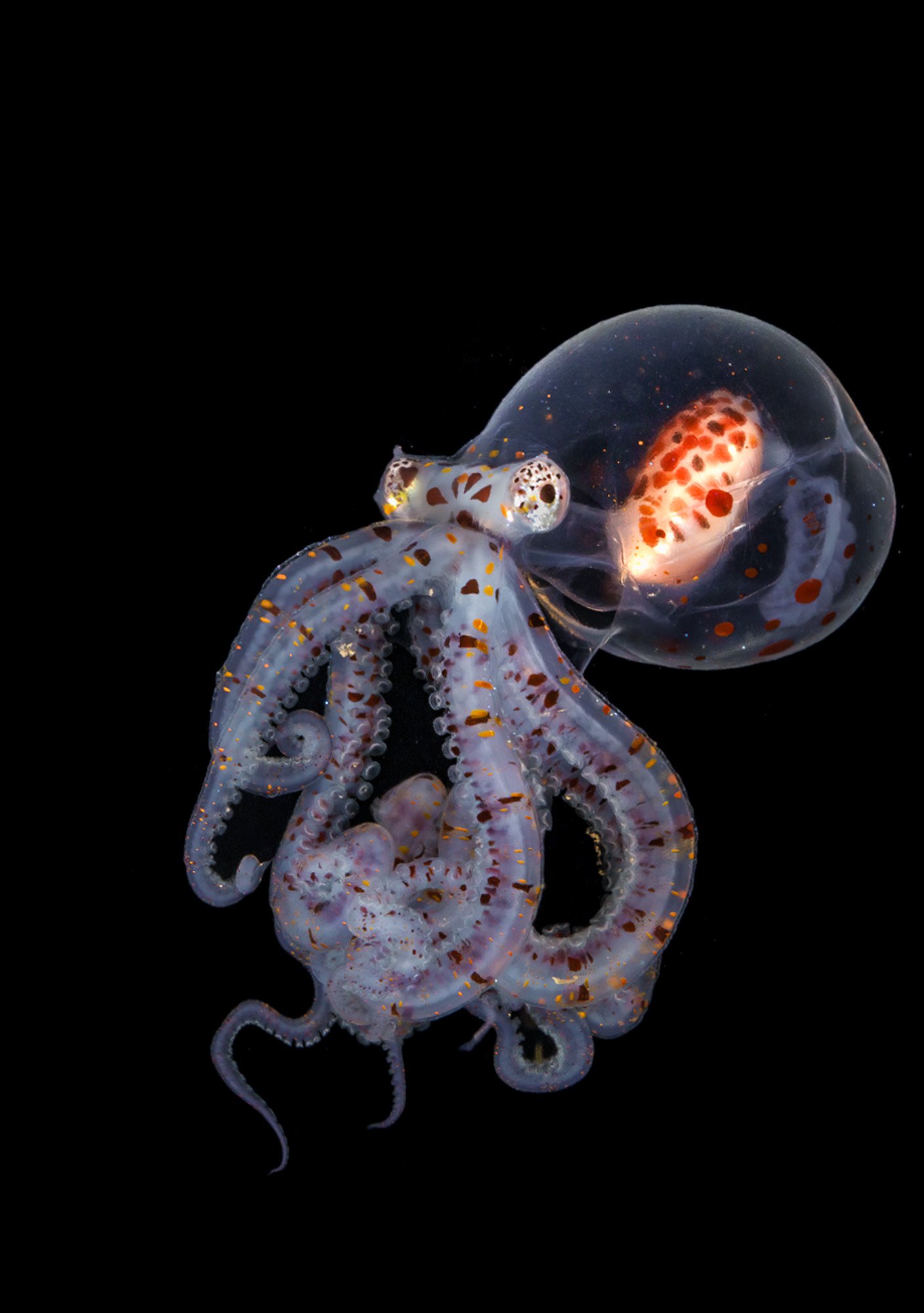Larval Wonderpus Octopus (Wunderpus photogenicus) in blackwater. Macro photography shot in Anilao, Philippines by George Kao. Capturing the transparent beauty of the larval stage. Camera and Housing: Canon R5 mk2, Nauticam; Strobes: 2 x SUPE D-MAX; L