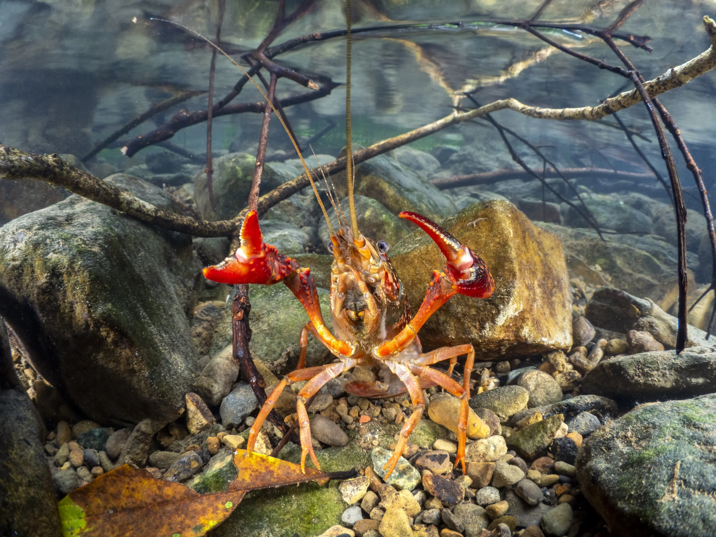 the rising new resident.jpg