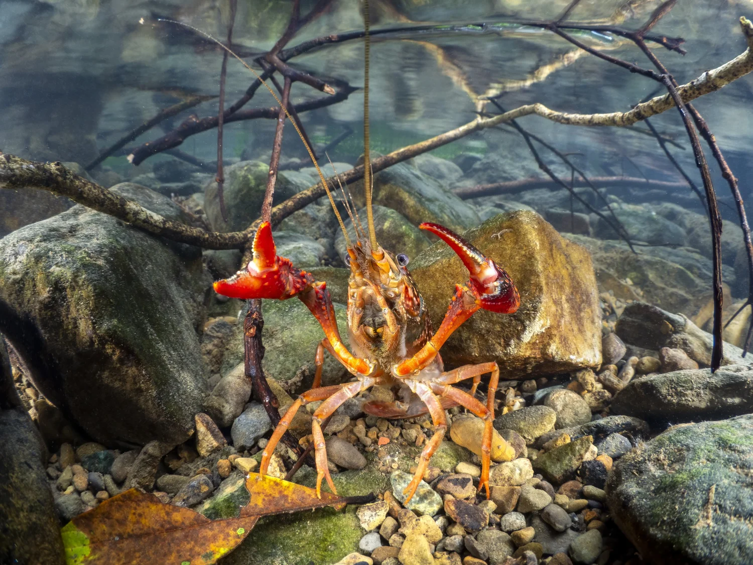 The Rising New Resident — Yangmingshan stream crab, OG PICOTY 2022 Dr. Alex Mustard Award of Excellence — by George Kao PhD