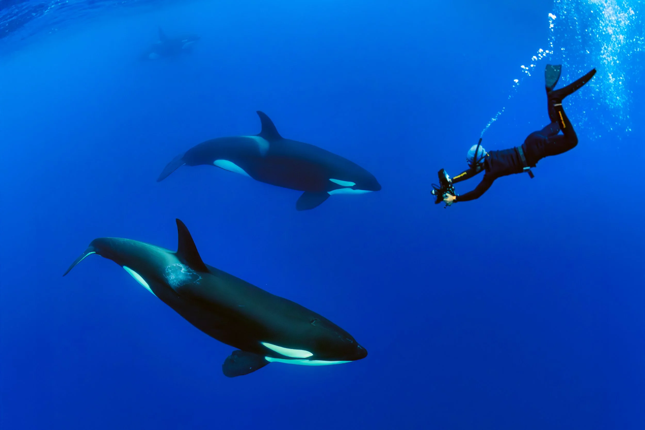 高國維博士與虎鯨，林宏穎拍攝
