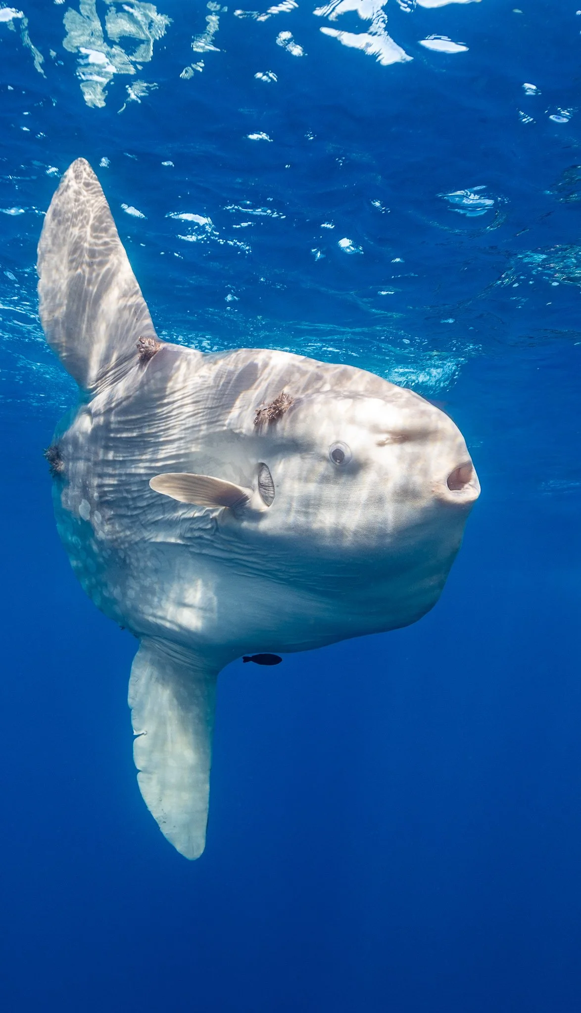 A rare sighting of a live Albino (or Leucistic) Ocean Sunfish in Magdalena Bay, Mexico. Local guides confirmed this as an unprecedented encounter in over 20 years. View the exclusive high-res underwater photography by George Kao PhD