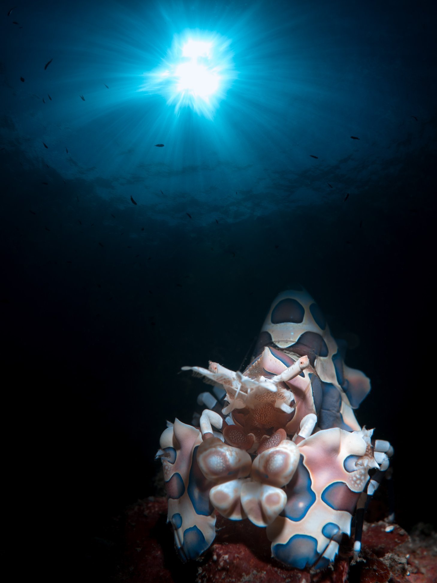 Harlequin Shrimp double exposure, LongDong no.3, EM1 mk2  