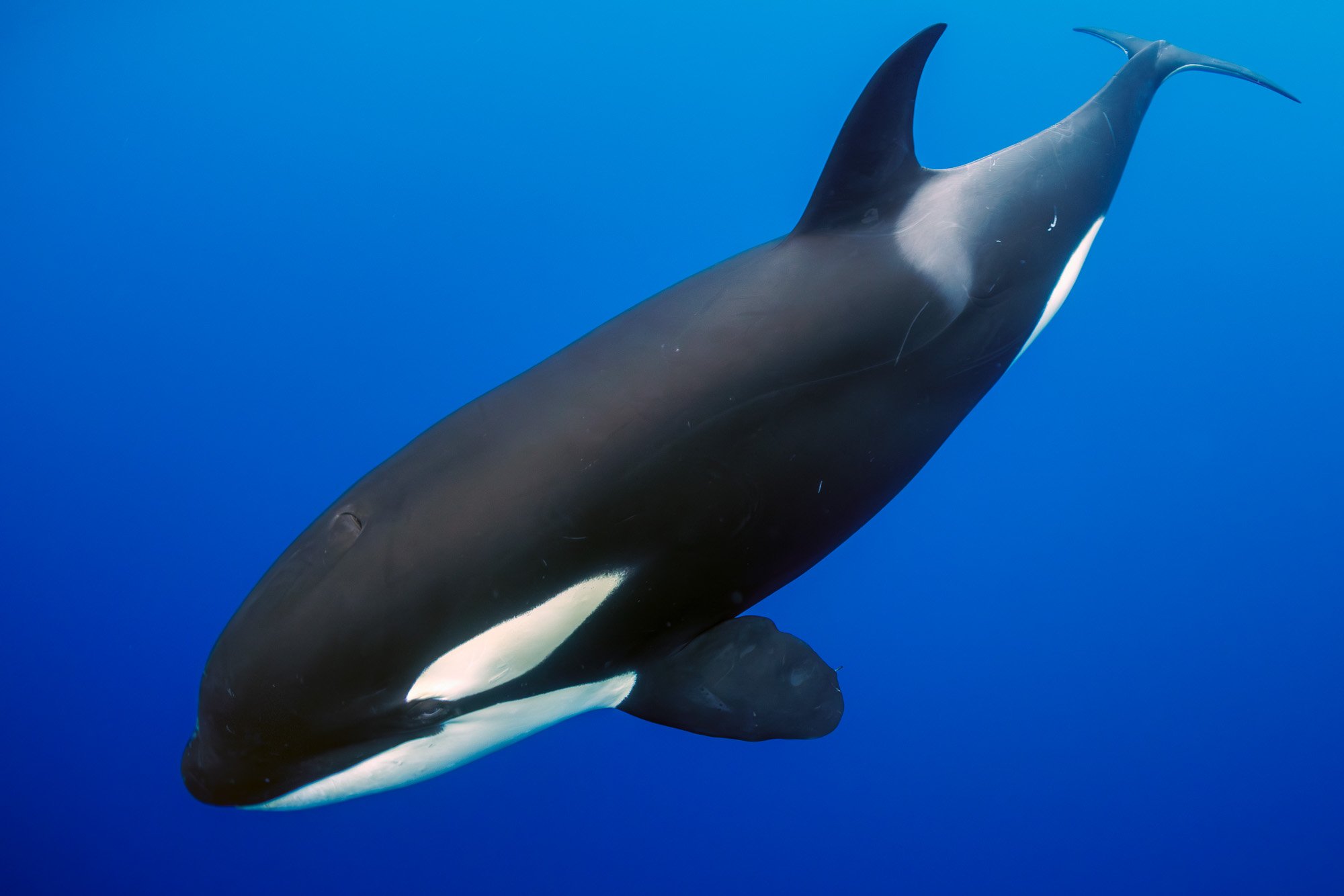 Wild Orca (Killer Whale) patrolling the waters of Cabo San Lucas. Apex predators of the ocean captured in their natural habitat. Camera and Housing: Canon R5 mk2, Nauticam; Lens: EF 8-15mm; F4 | 1/800 | iso 640