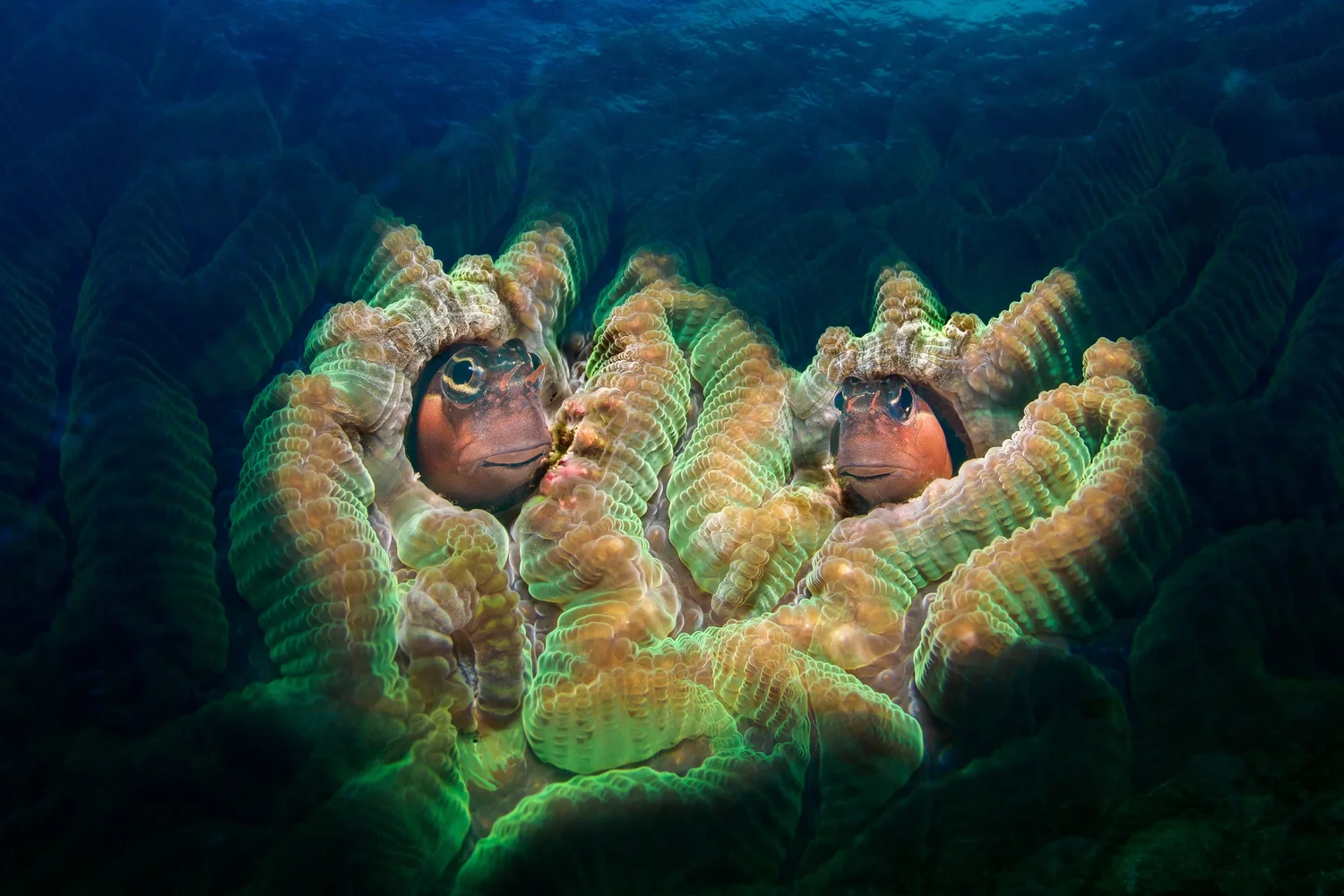 Big and Small Faces — multi-exposure blenny image, UN World Oceans Day 2024 Silver Medal — by George Kao PhD