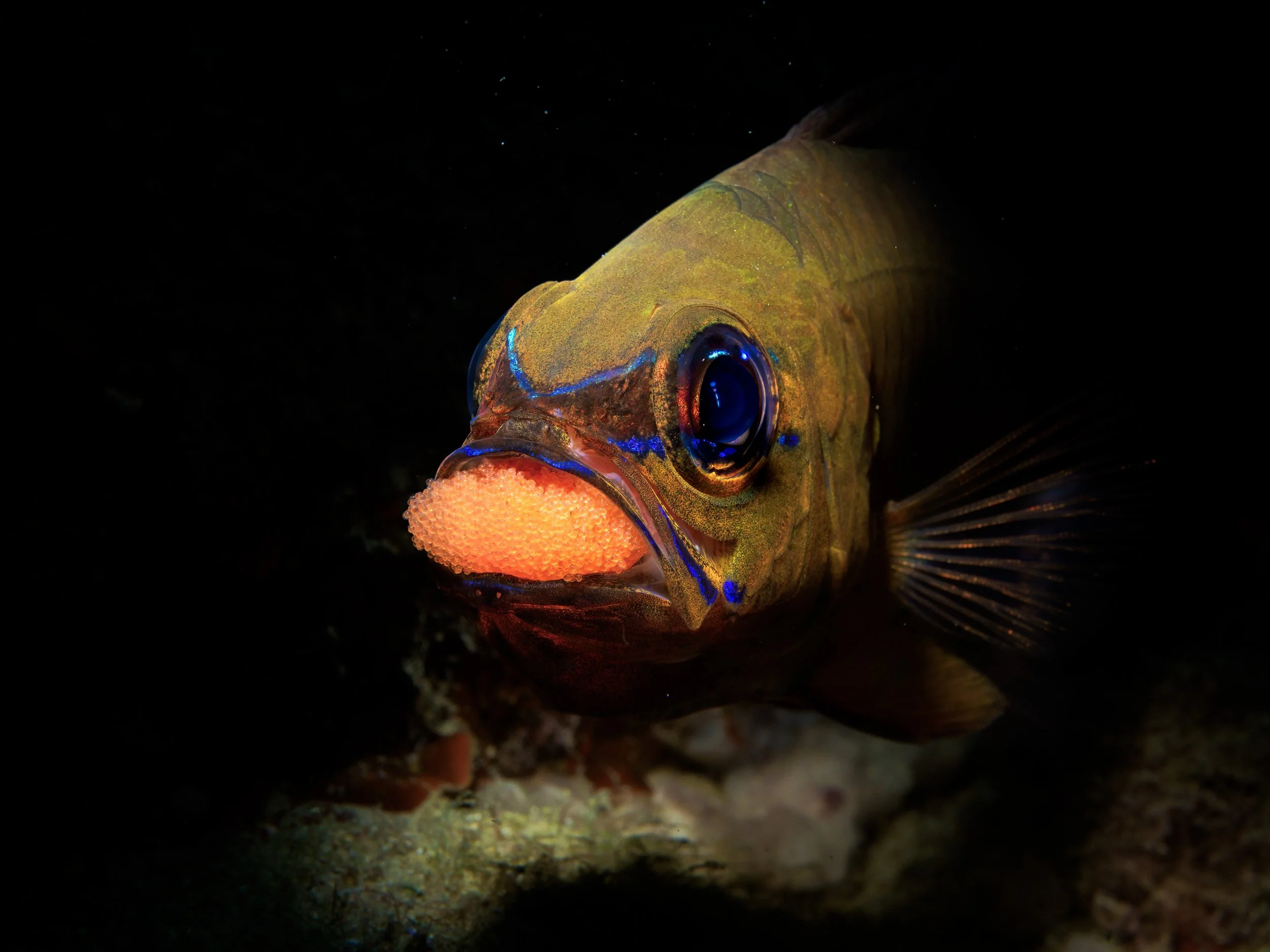 天竹彫土蛋 側面.jpg